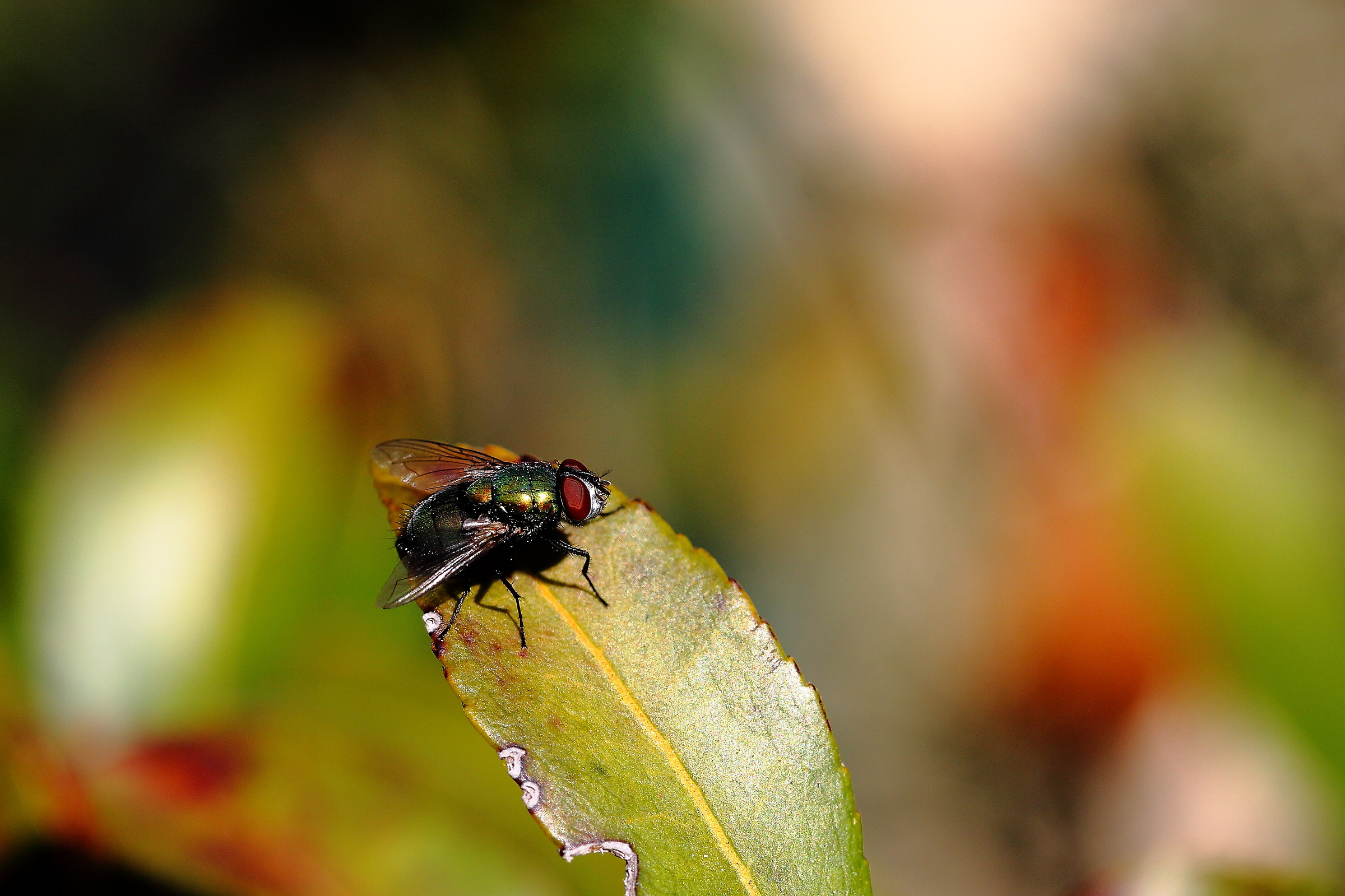 The fly in the palette
