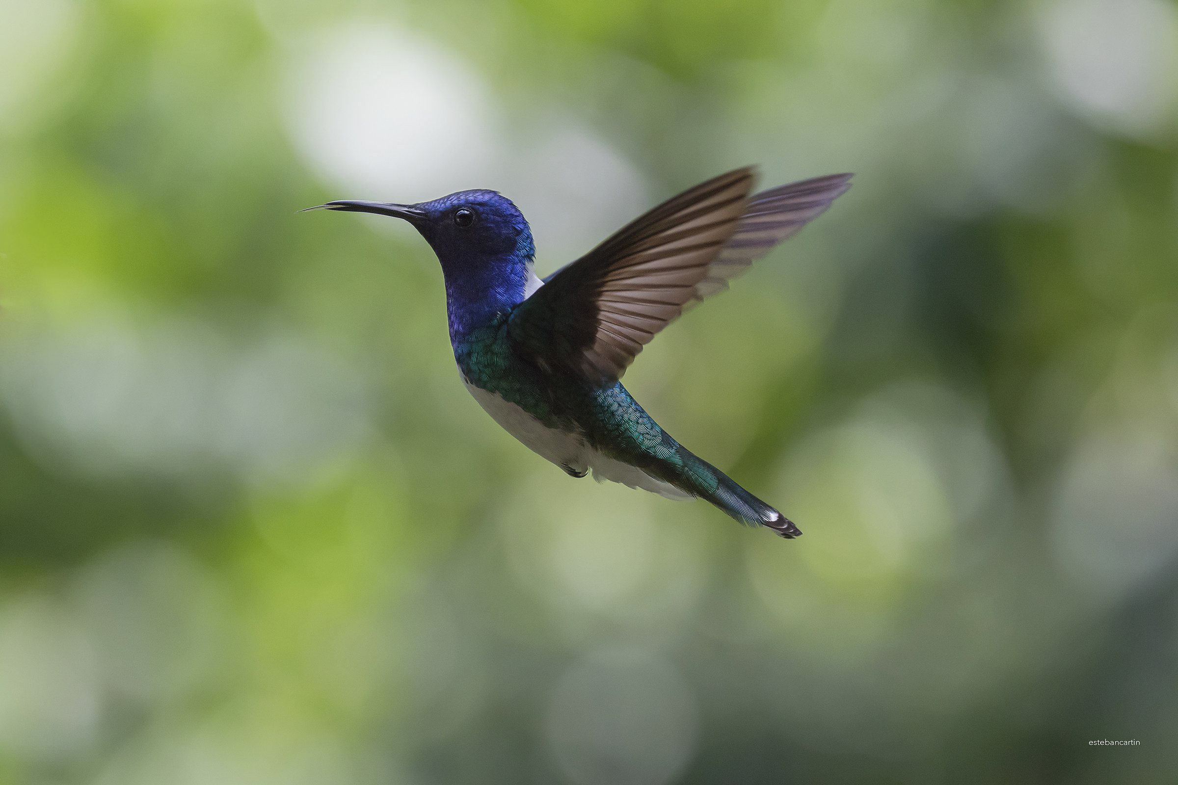 colibrí (White necked Jacobin)