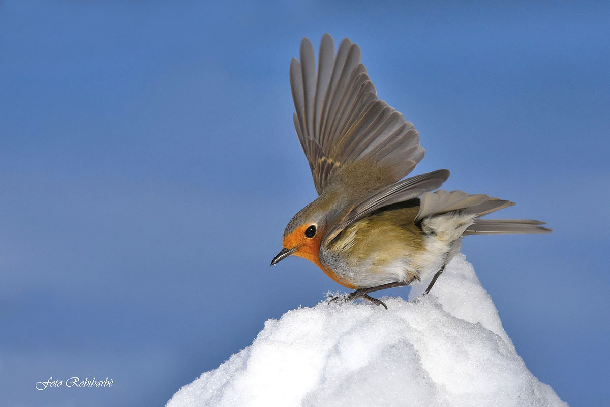Stunt on the snow ...
