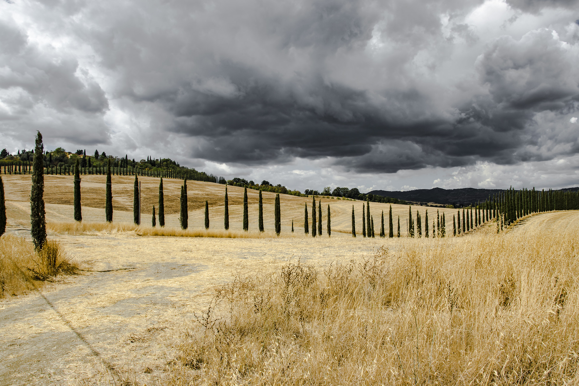 Cypresses and clouds