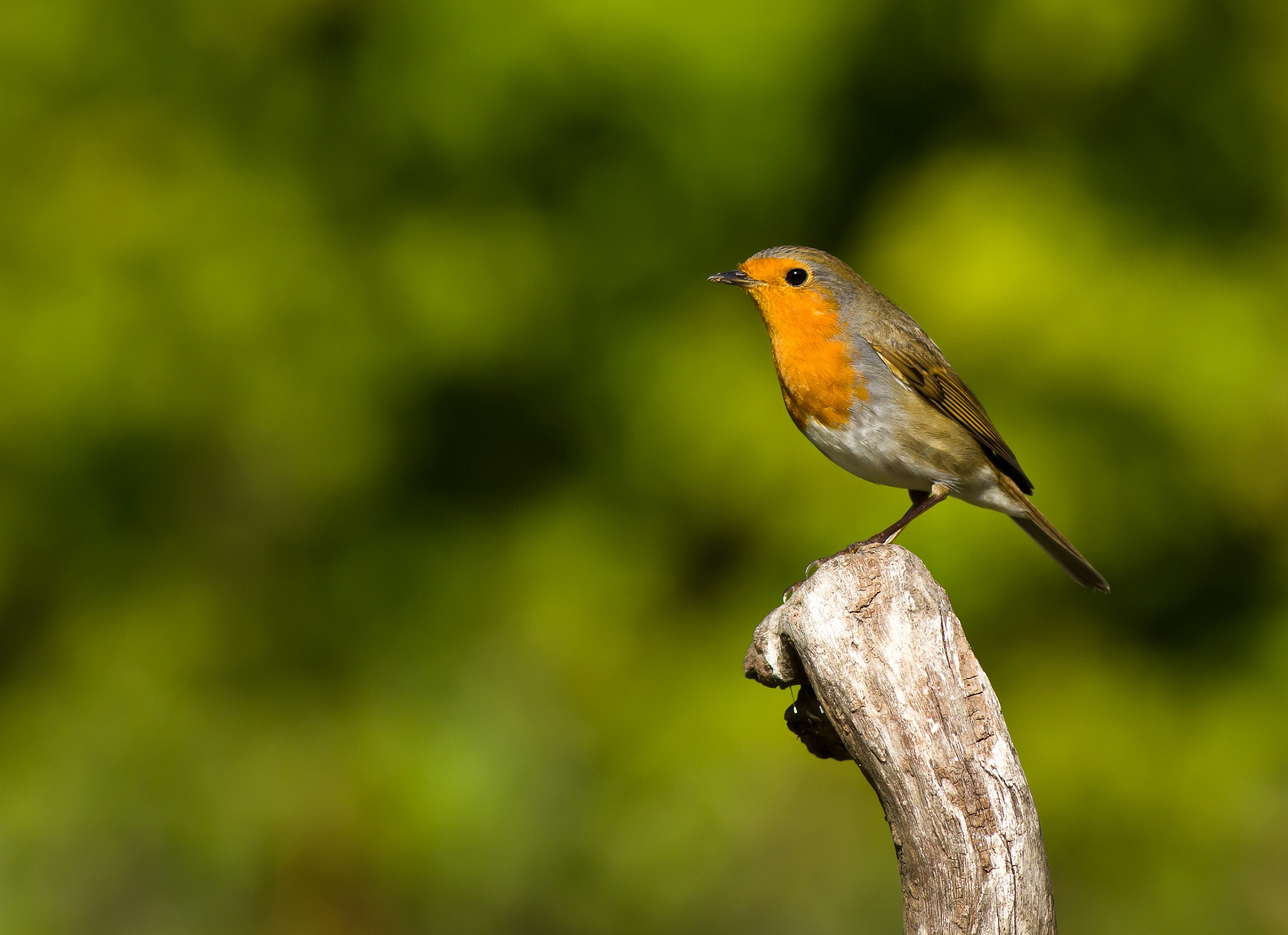 Stanno arrivando.....speriamo anche il freddo!!!!