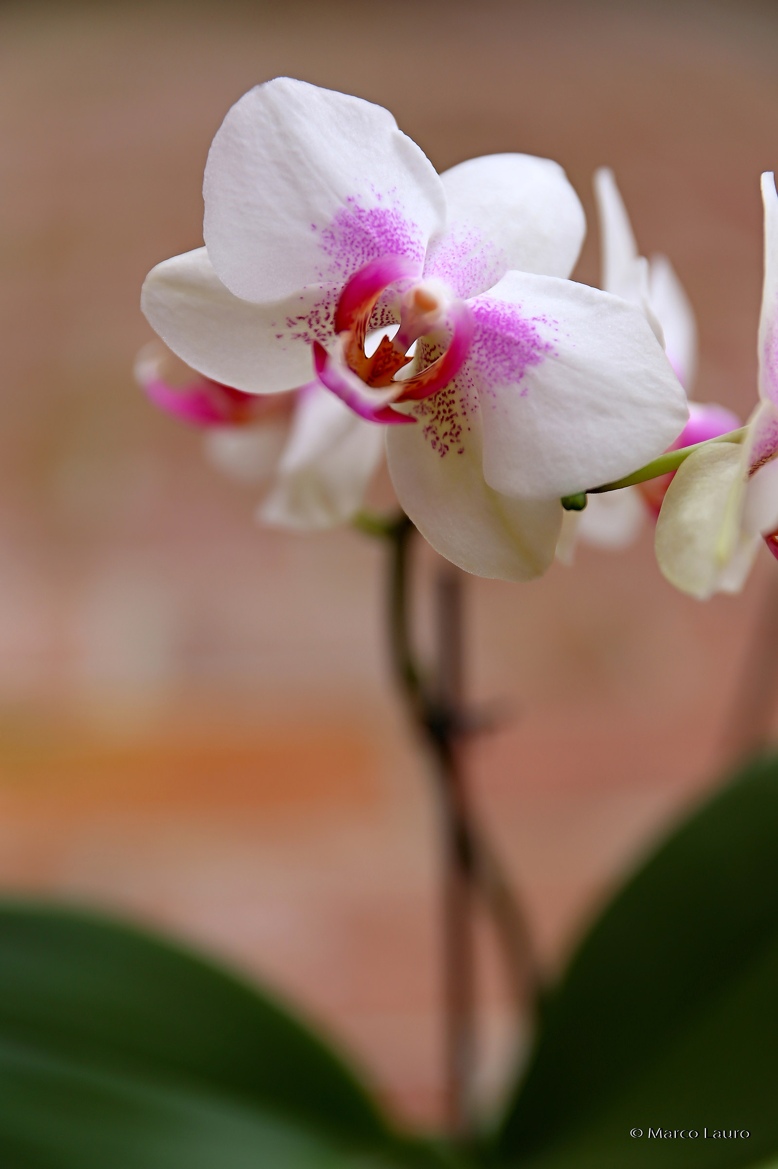 Orchid