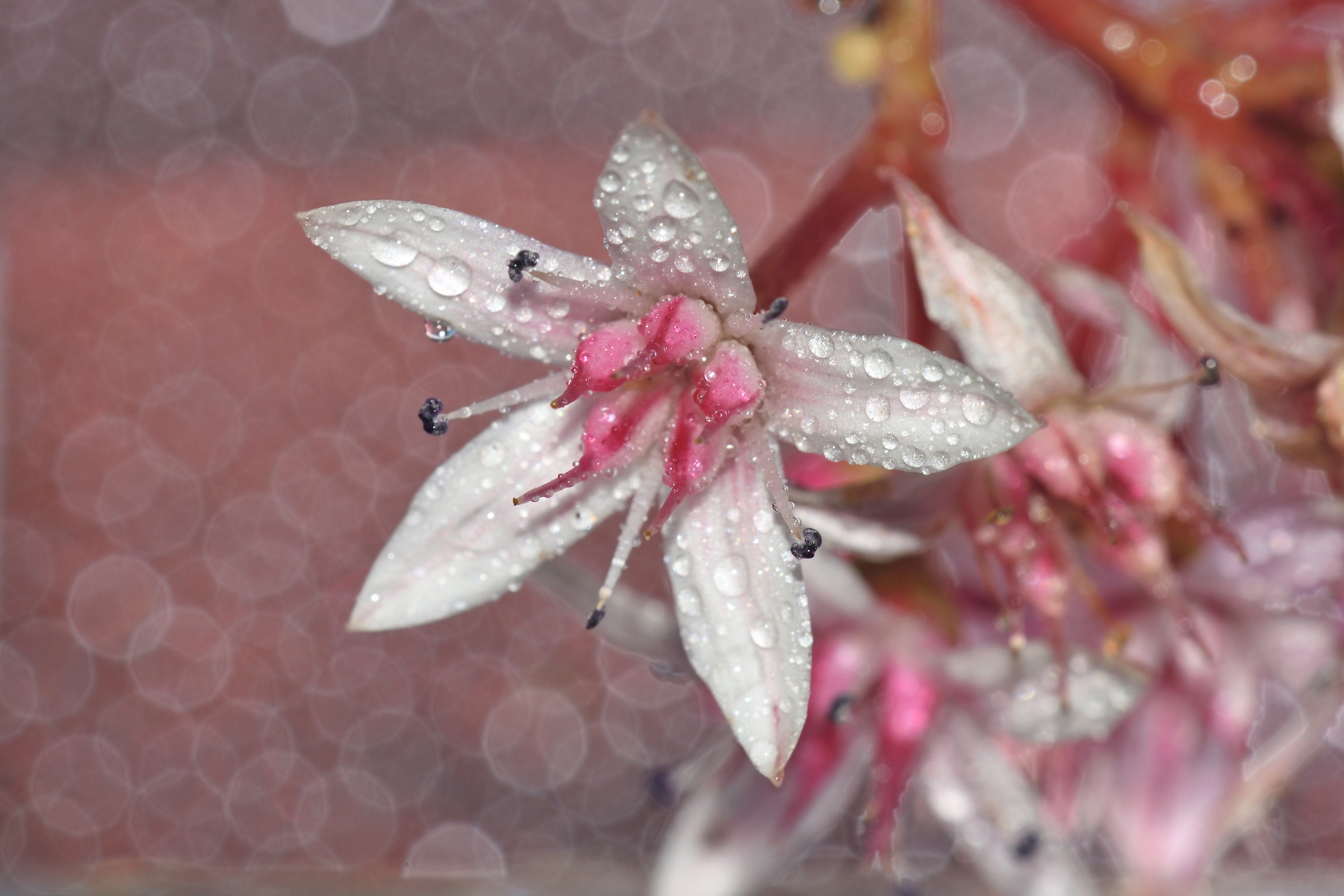 fiorellino di pianta grassa