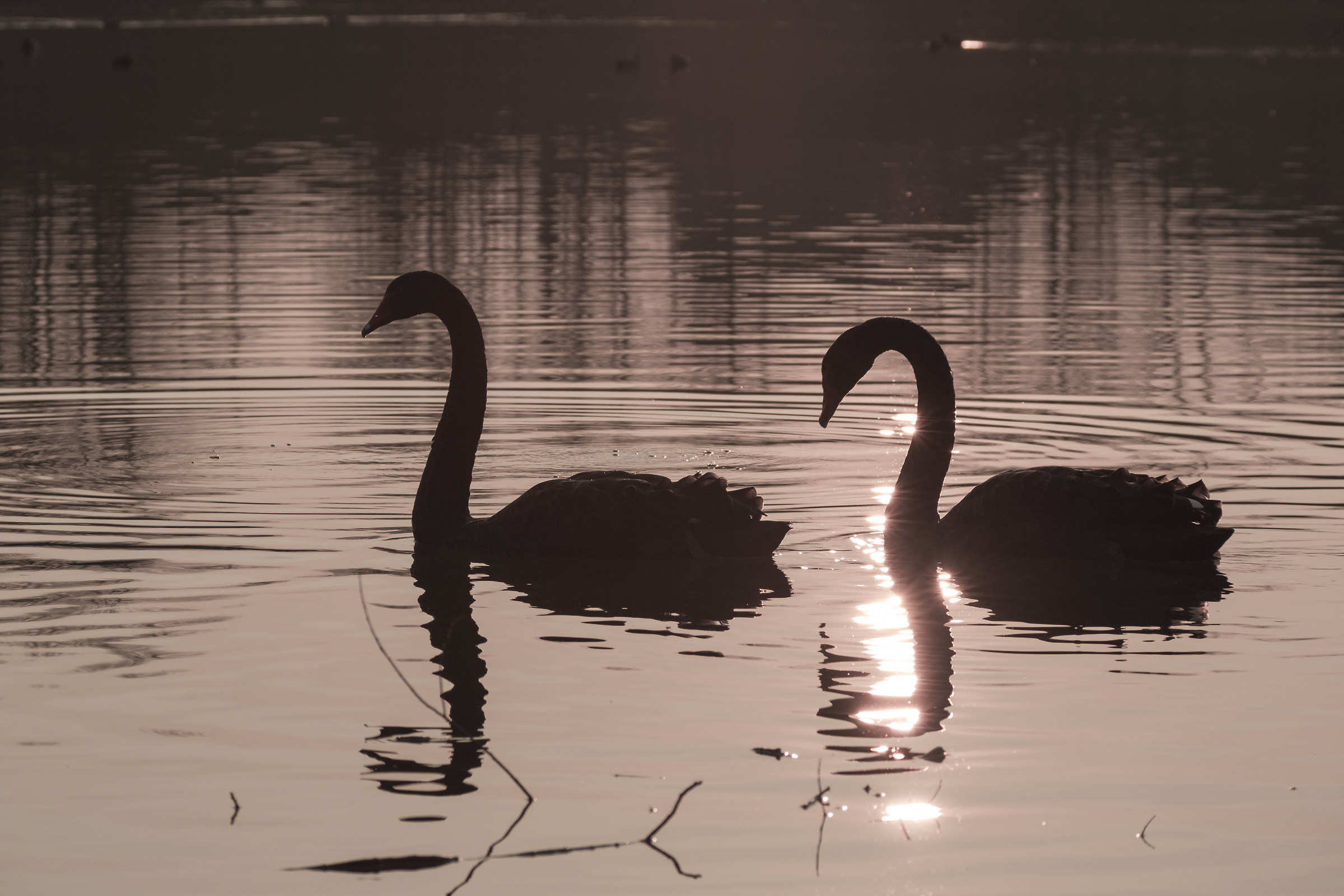 Walking in the sunset
