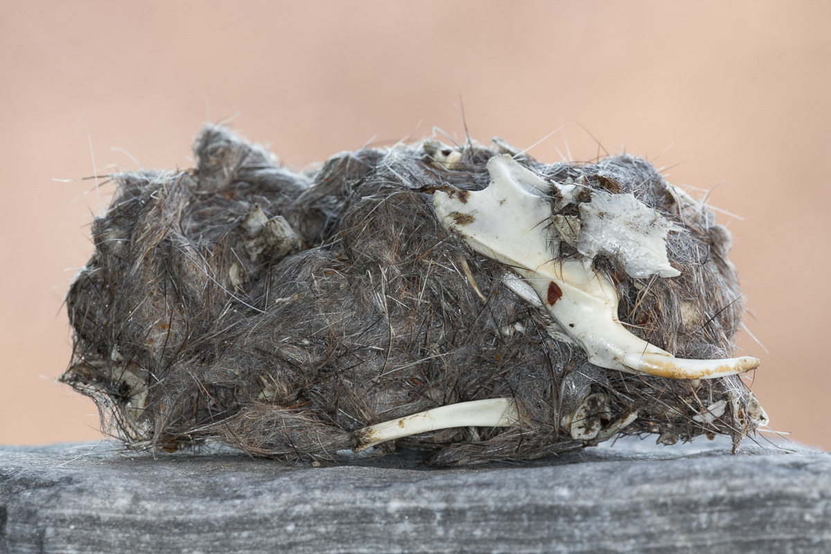 Royal Owl's Borra (Bubo bubo) ...