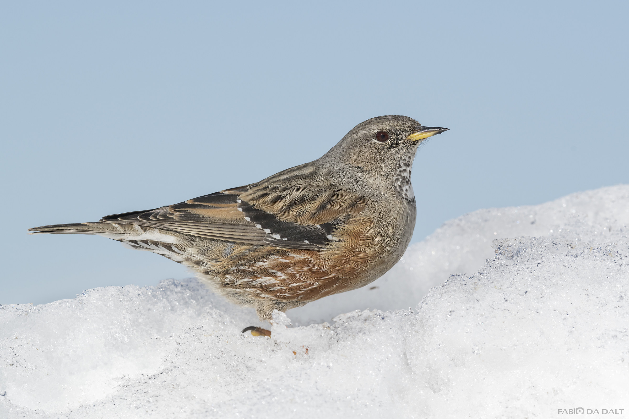 Accentor