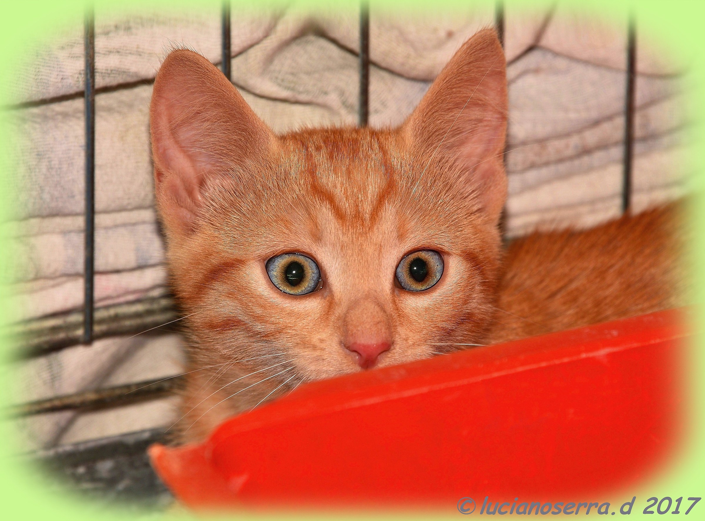 Micino fotografato al gattile di Pieve di Cento (Bo)