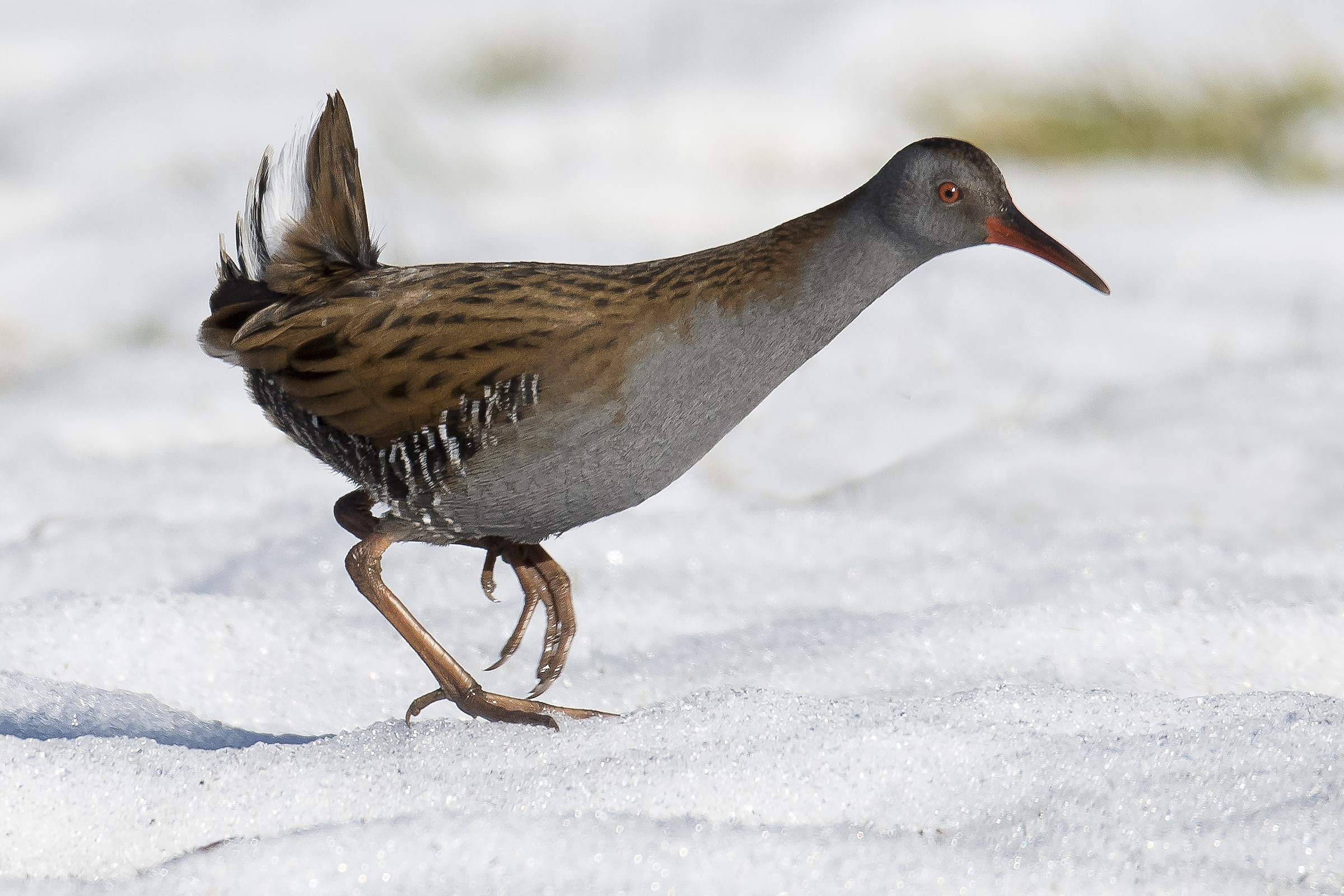 Water Rail