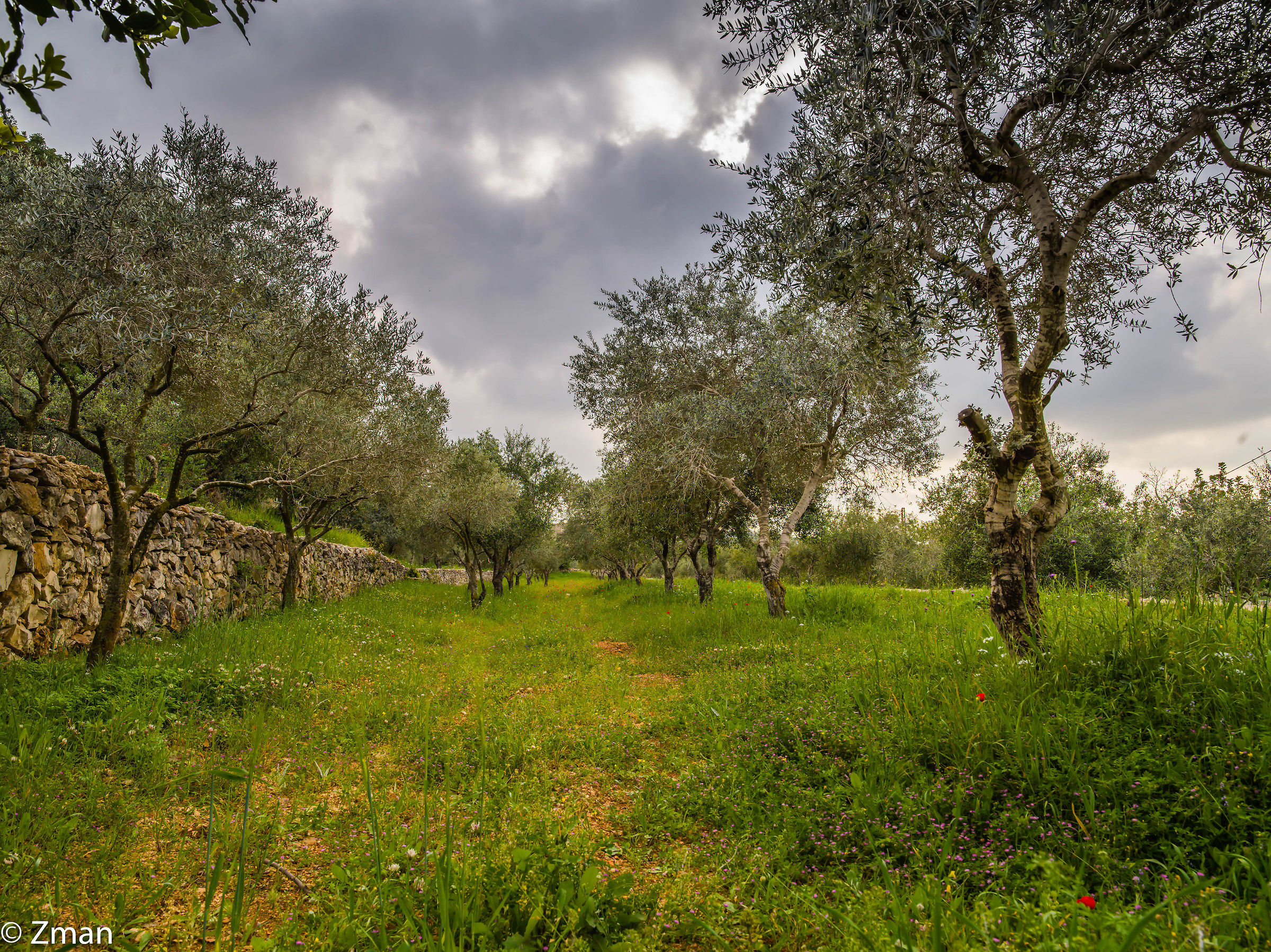 Il campo degli ulivi