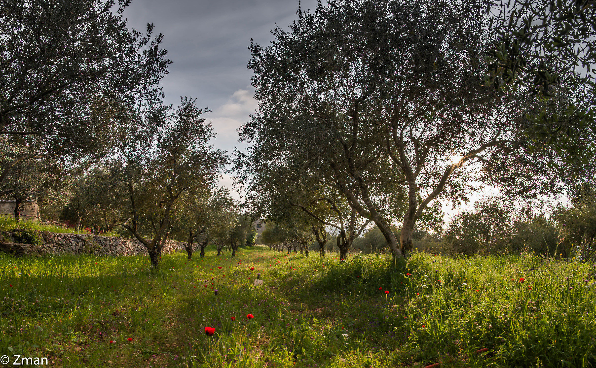 Il campo degli ulivi