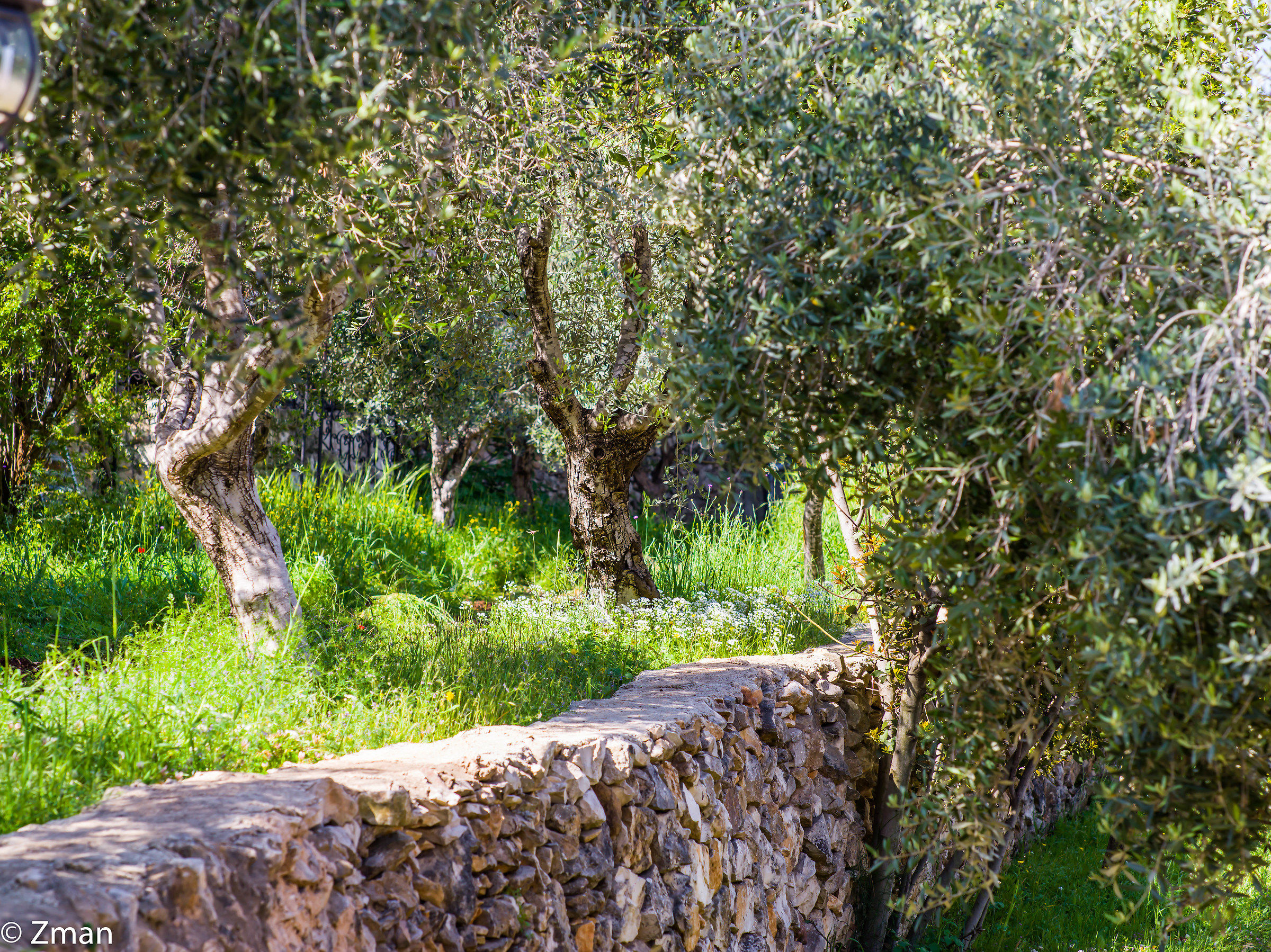 Il campo degli ulivi