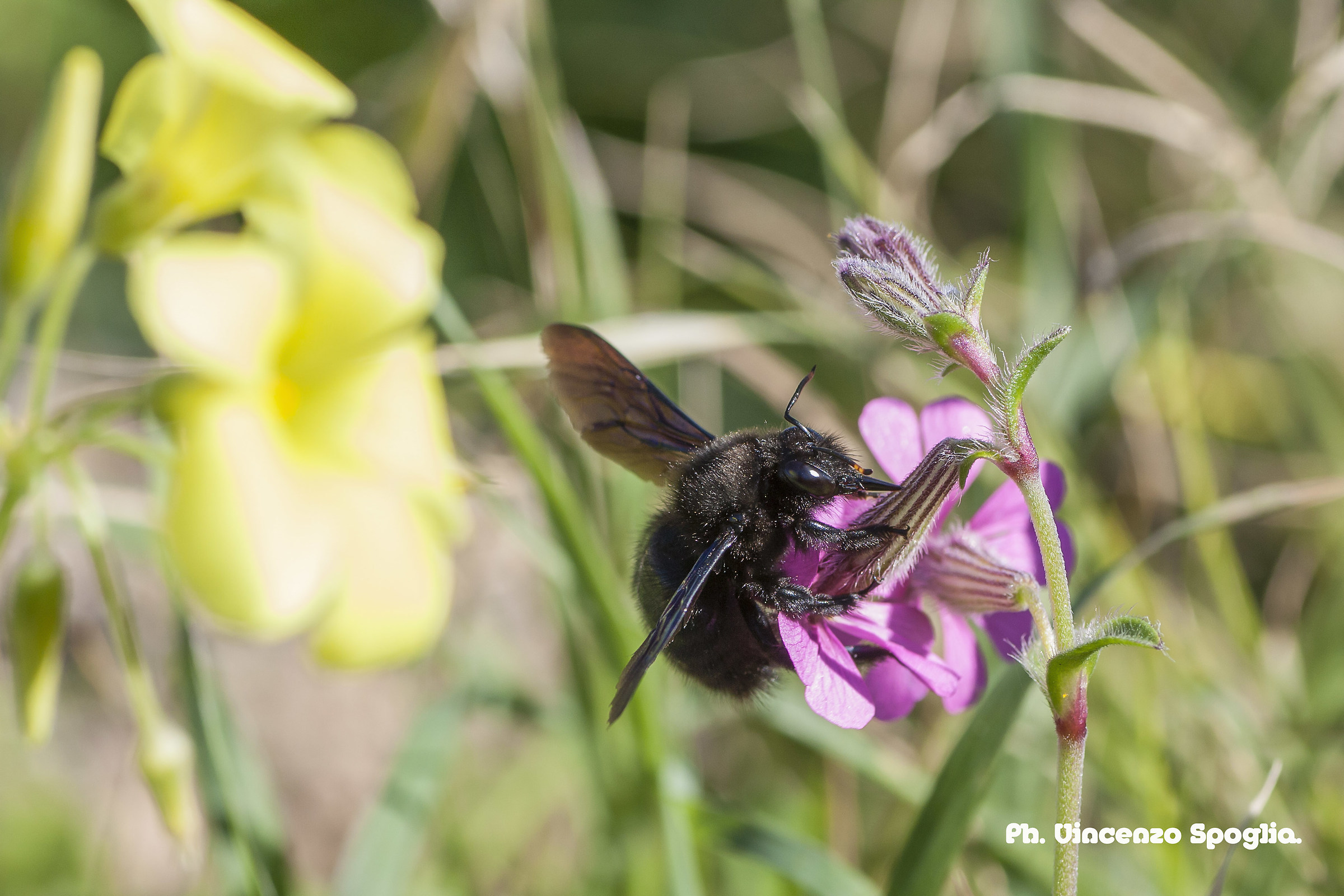 The wood-burning bee