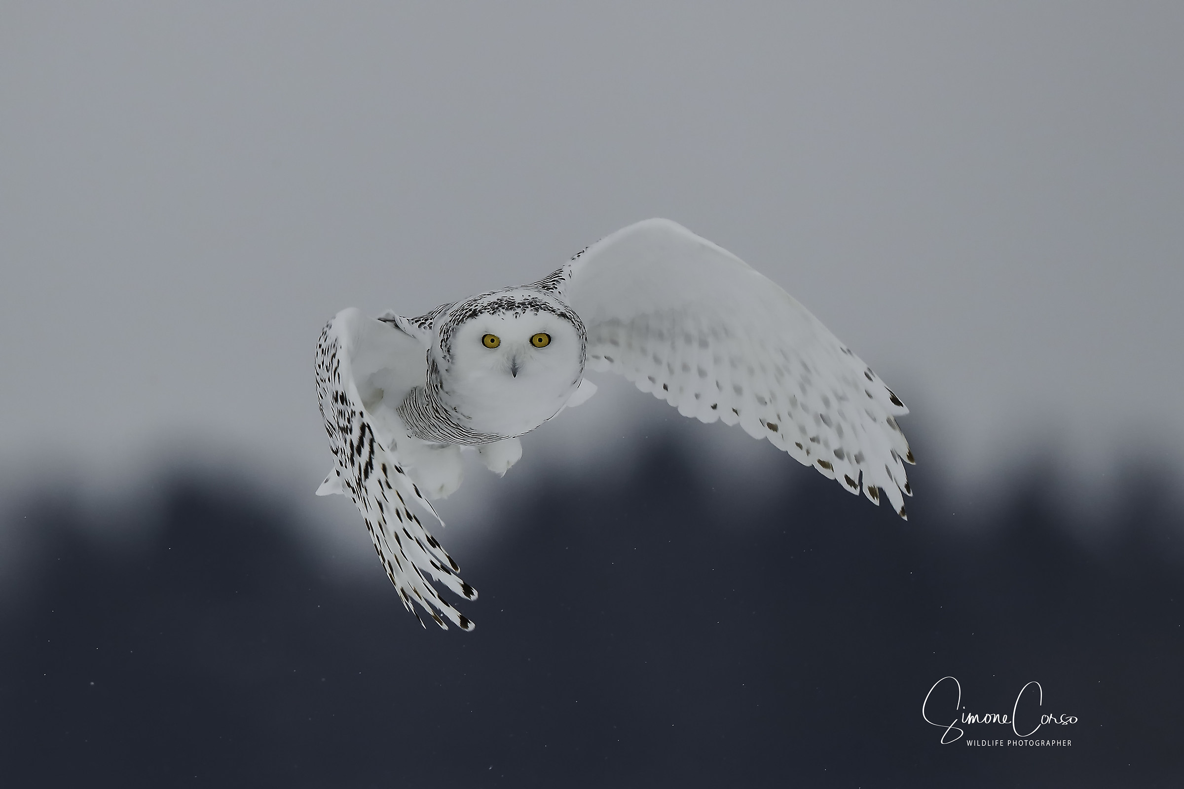 Civetta delle nevi - Bubo Scandiacus