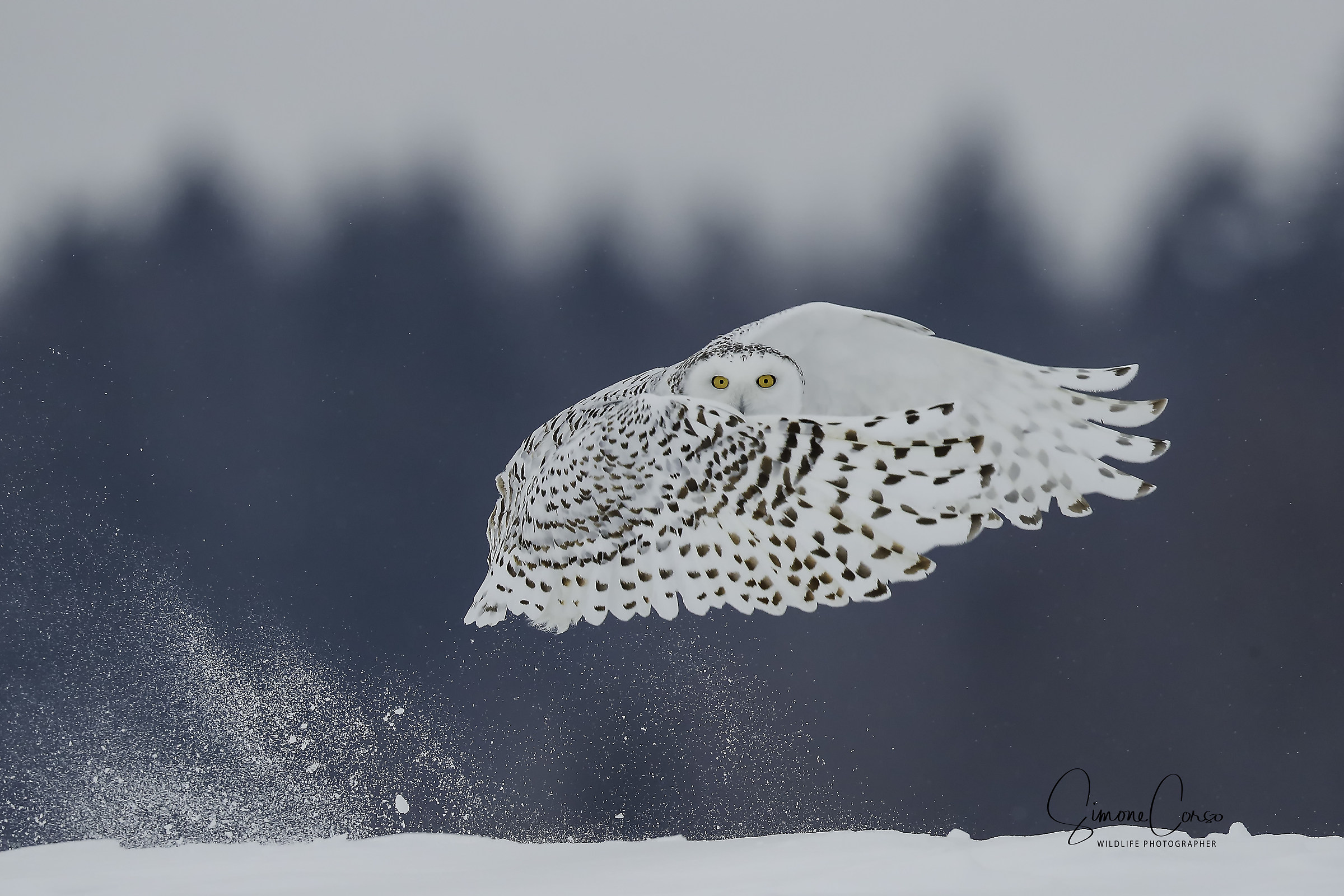 Civetta delle nevi - Bubo Scandiacus
