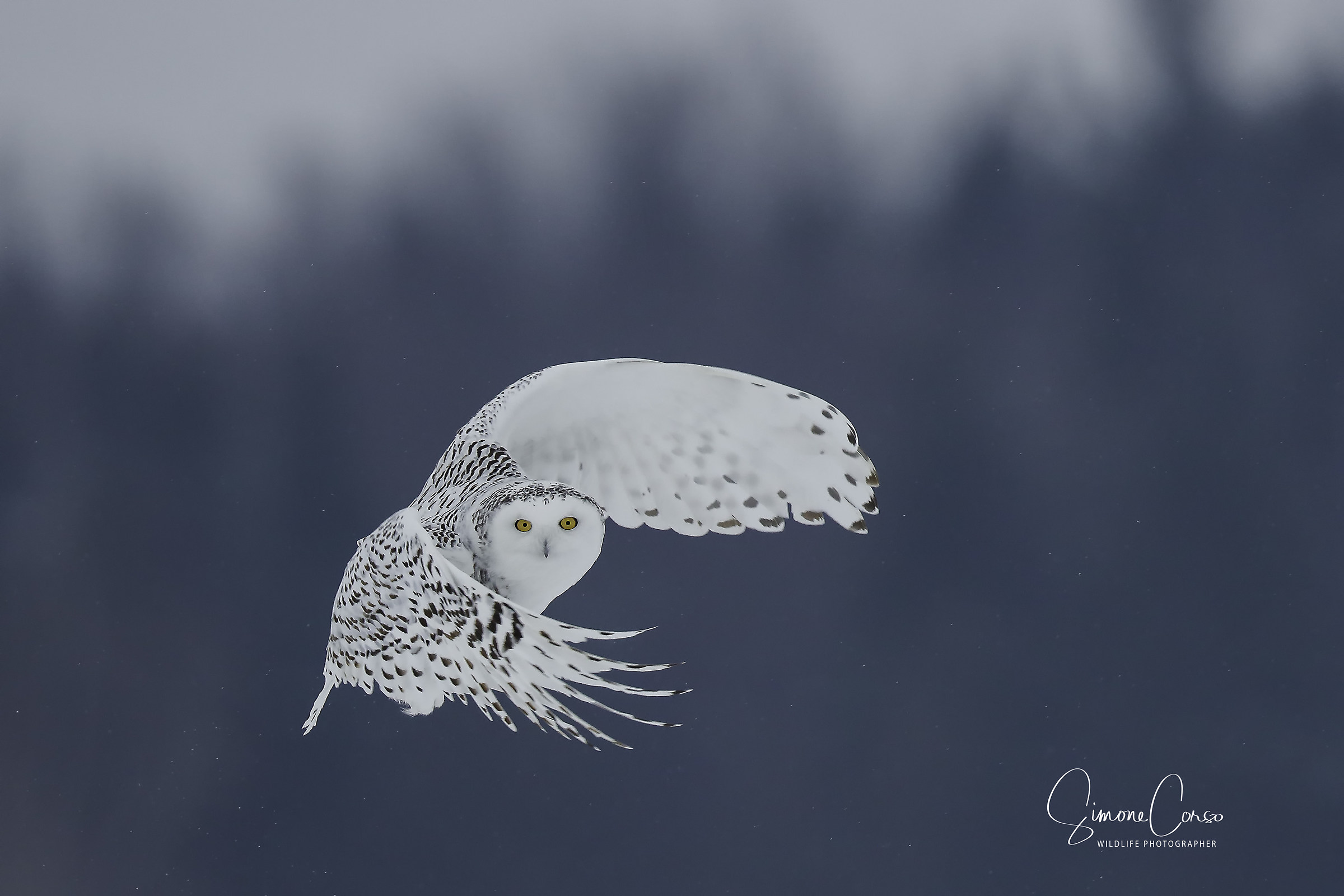 Civetta delle nevi - Bubo Scandiacus