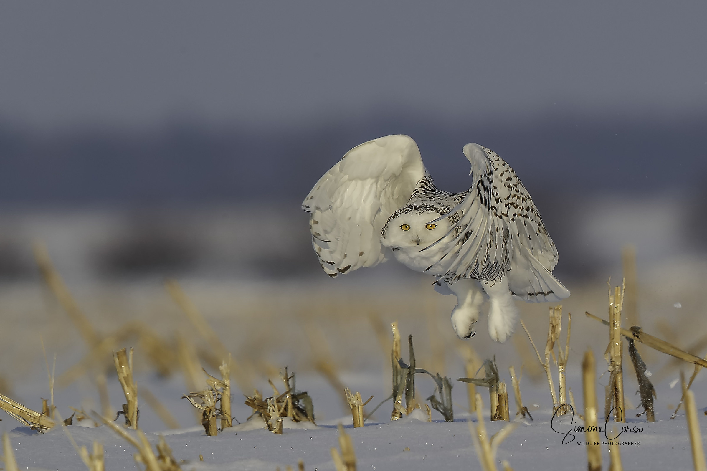 Civetta delle nevi - Bubo Scandiacus