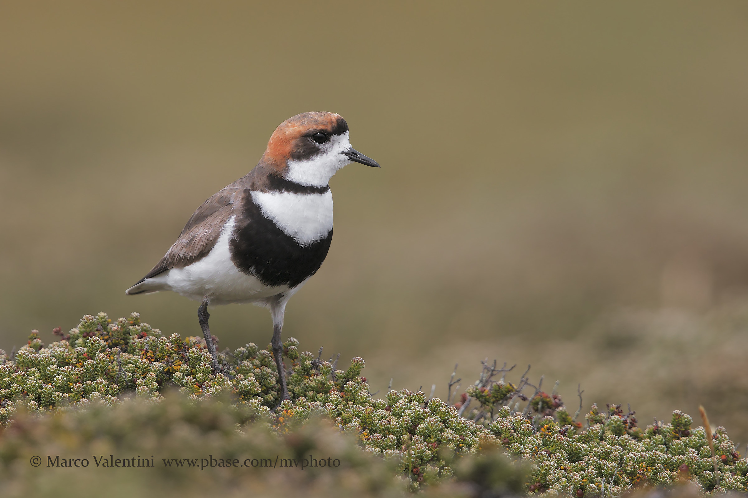 Two-banded Plover