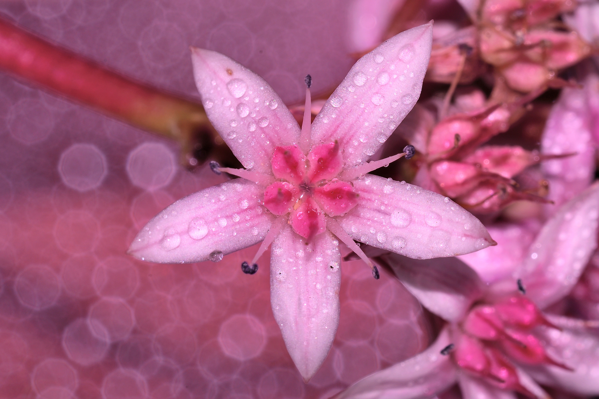 floret of succulent plant