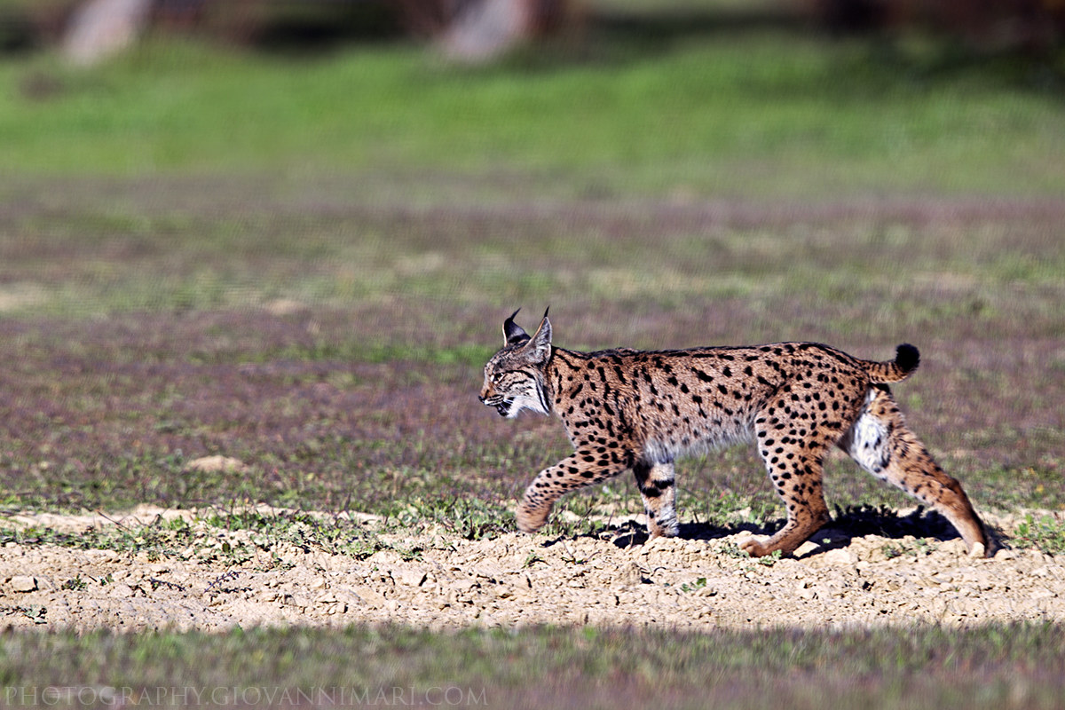 Lince Iberica, Doñana NP