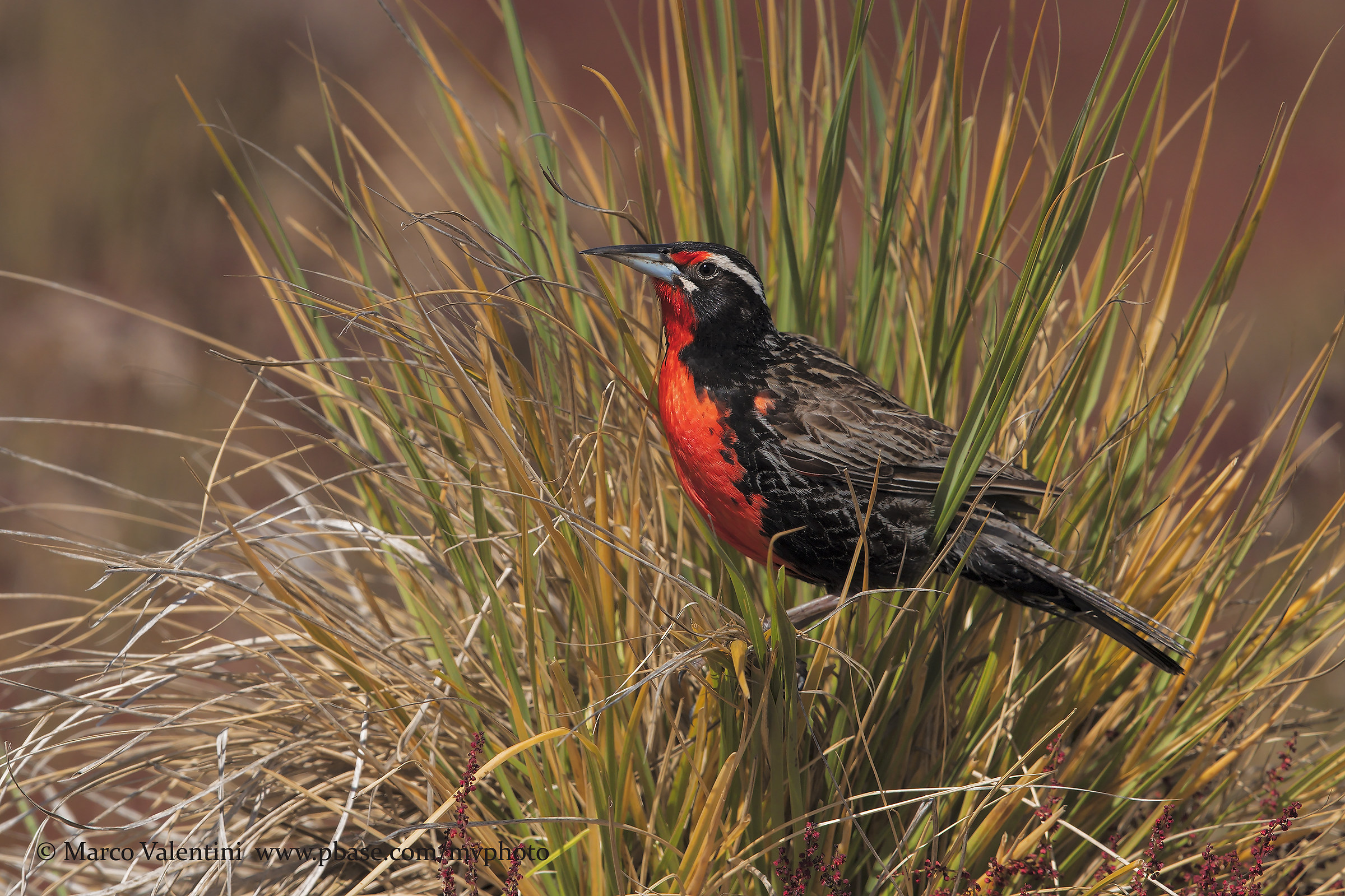 Long-tailed meadowlark
