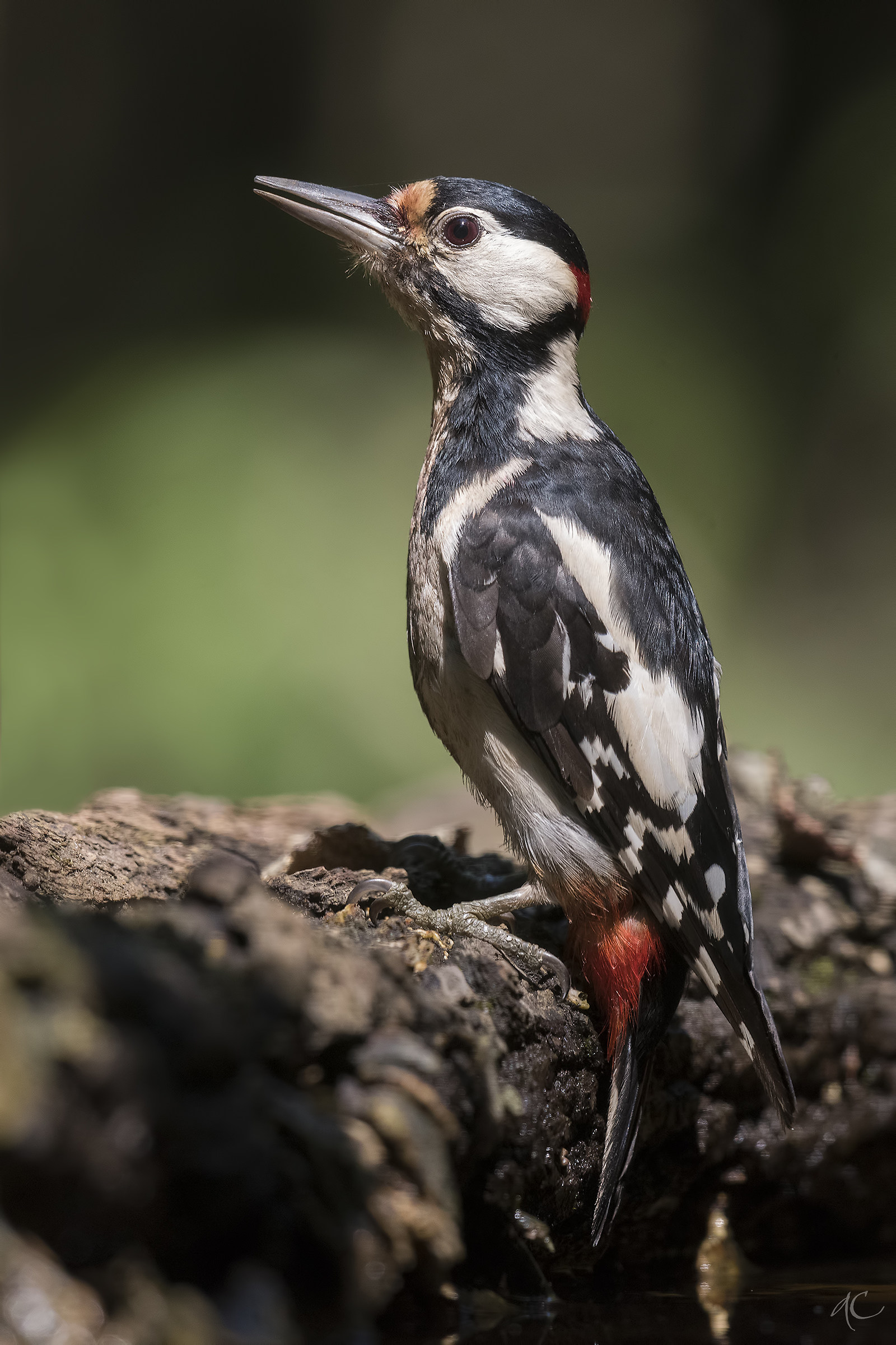 Great spotted woodpecker