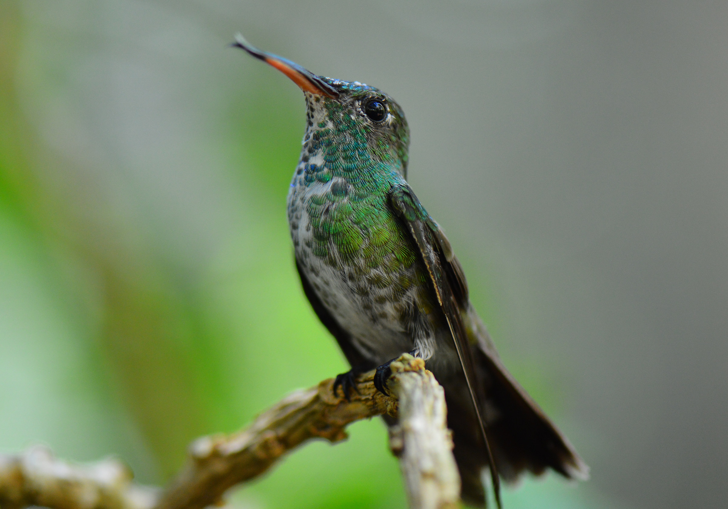 Colibri