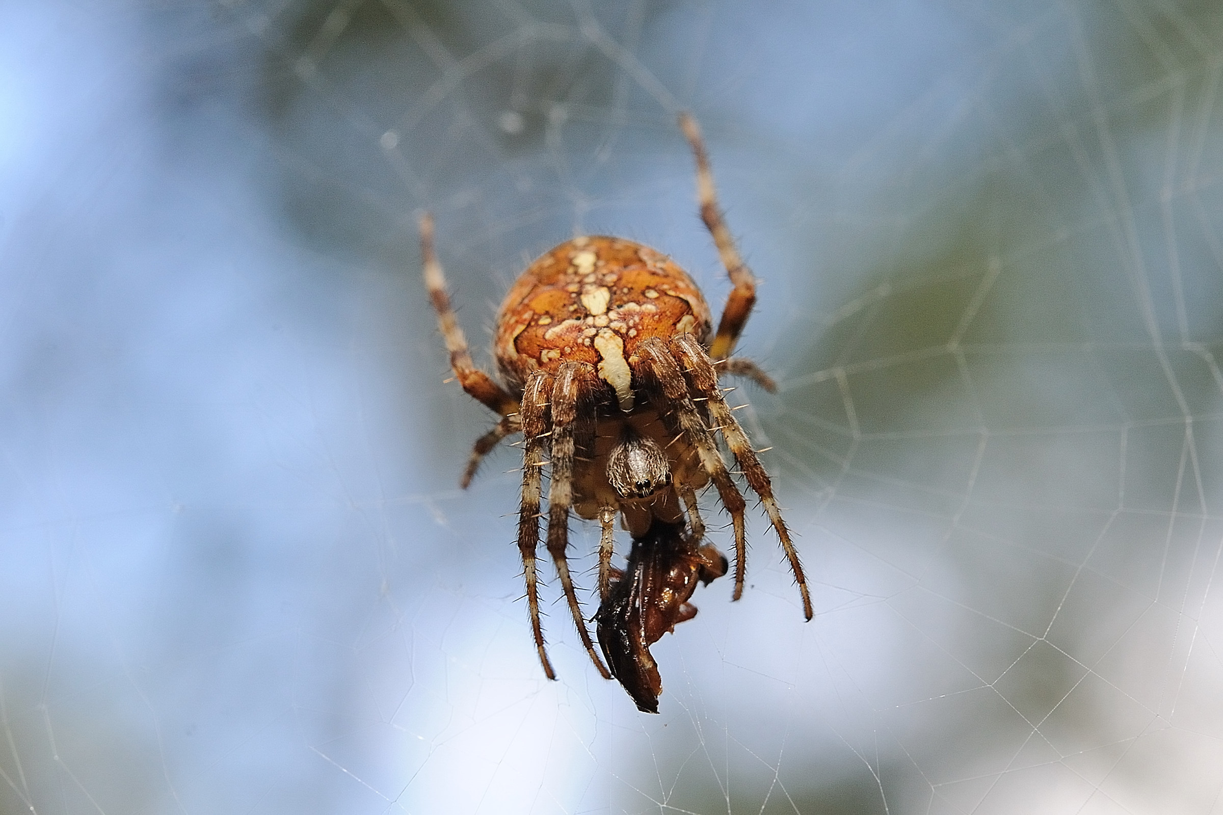 Araneus diadematus