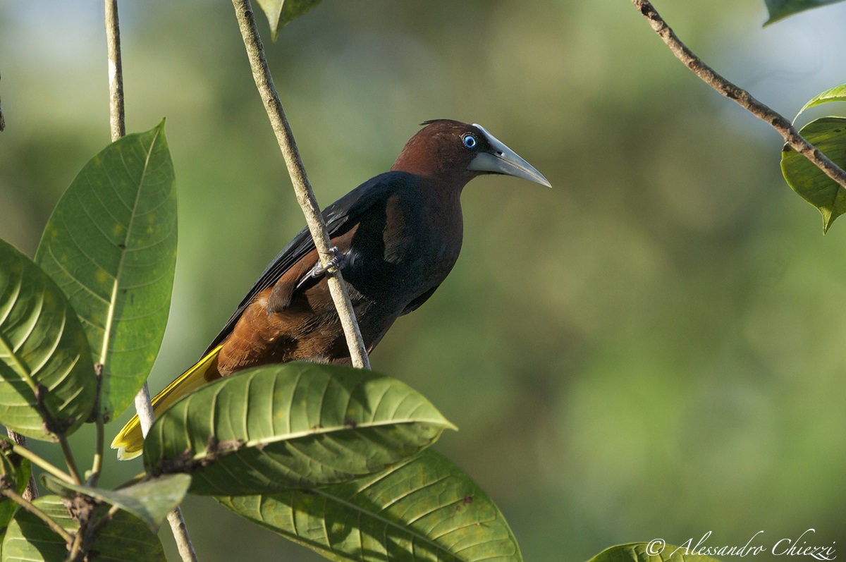 Oropendola of Wagler