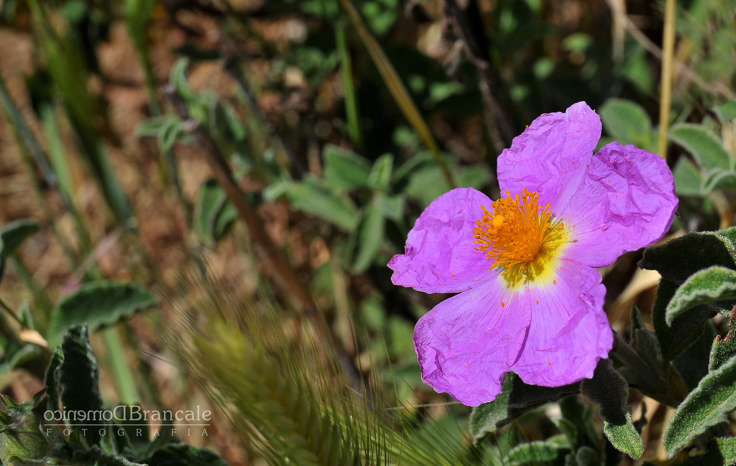 the flower of crumpled paper