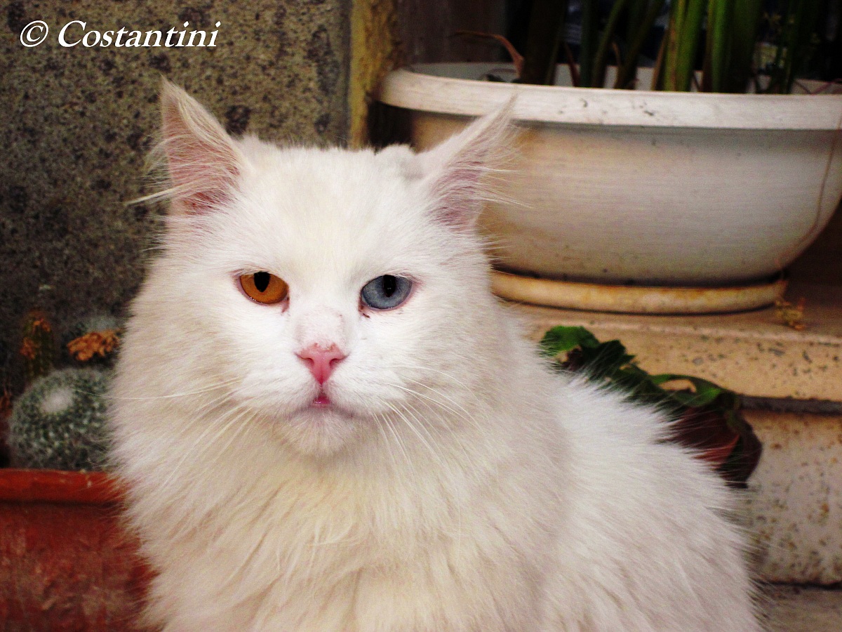 Cat with different eyes