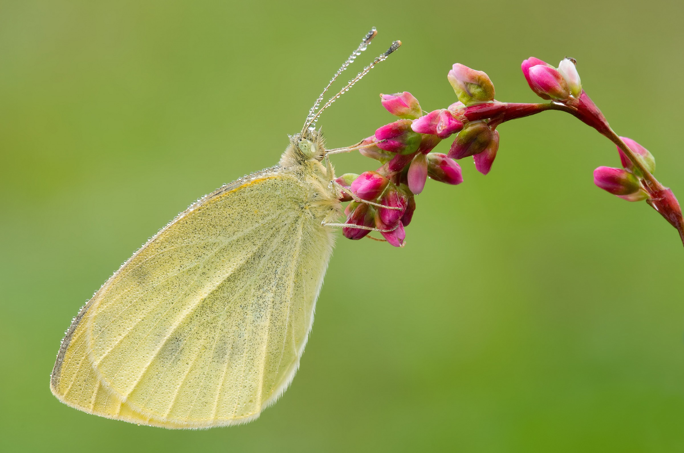 Pieris in October ...