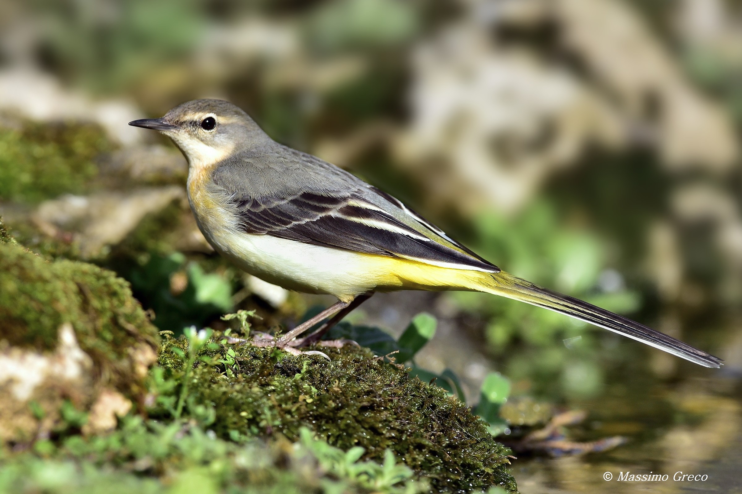 Yellow ballerina (Motacilla cinerea)