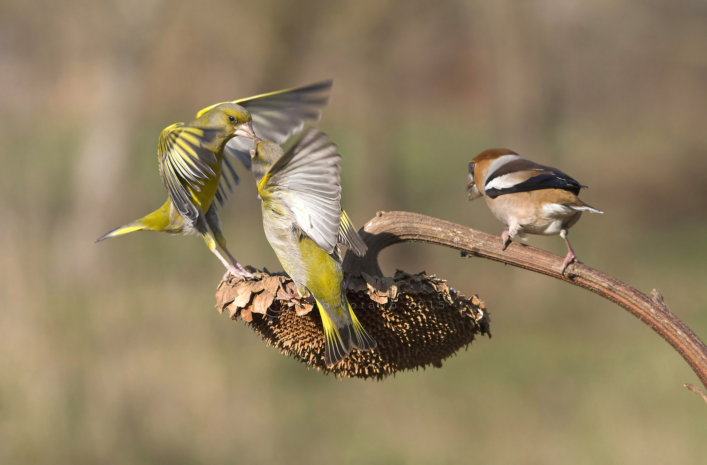 Cos'è tutto questo casino............