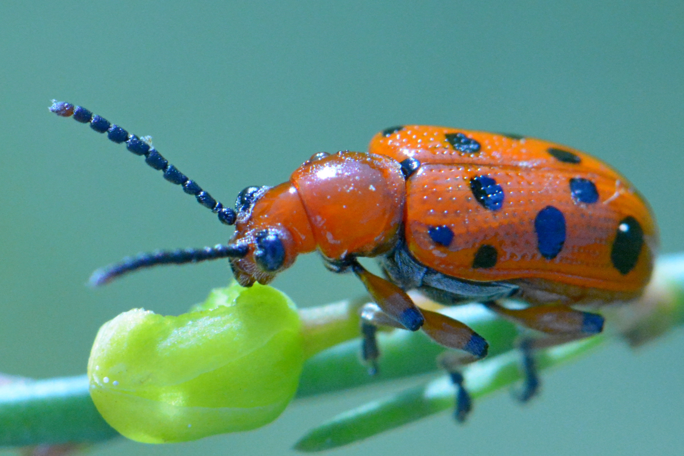 Colored beetle