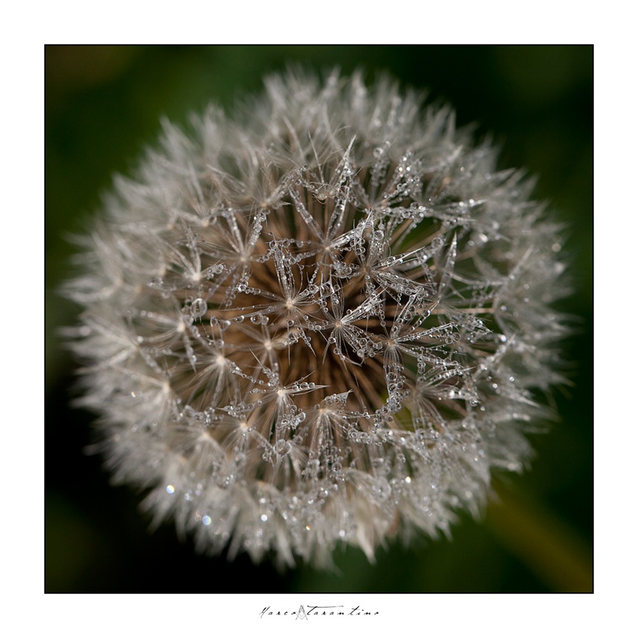 volerò al primo soffio di vento