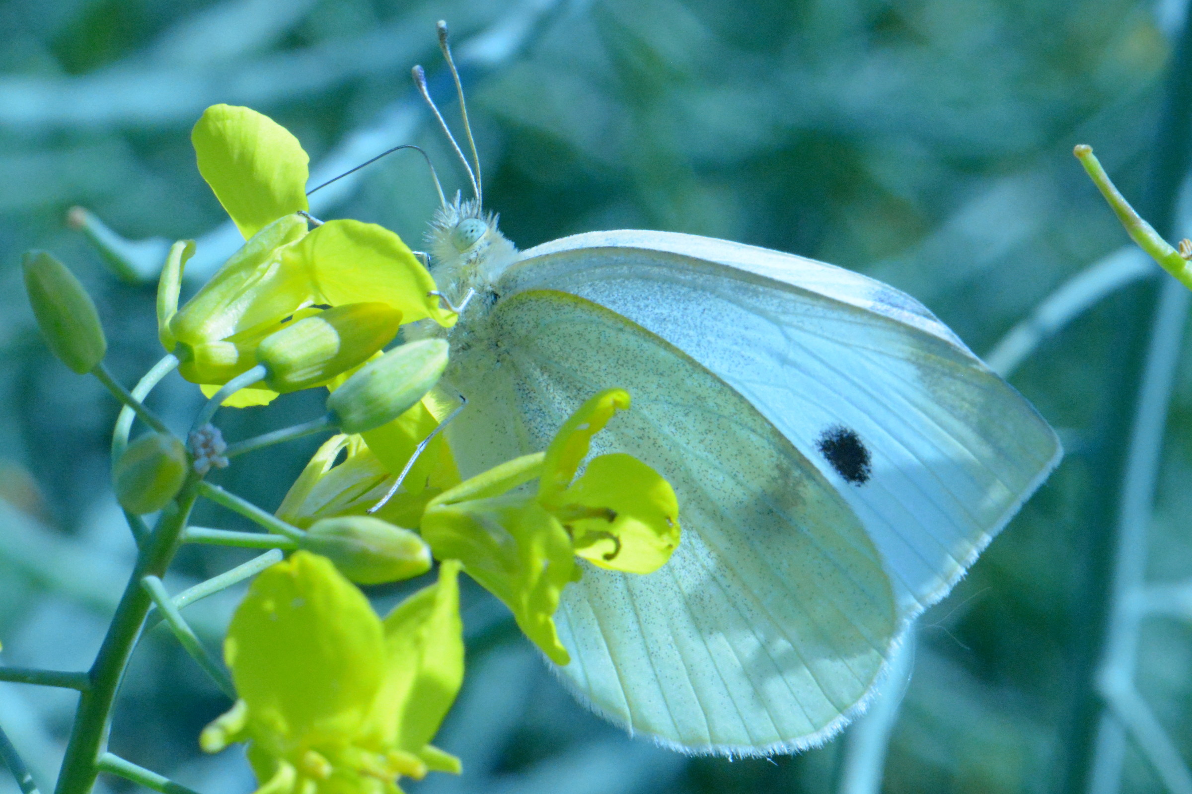 White butterfly with transparency