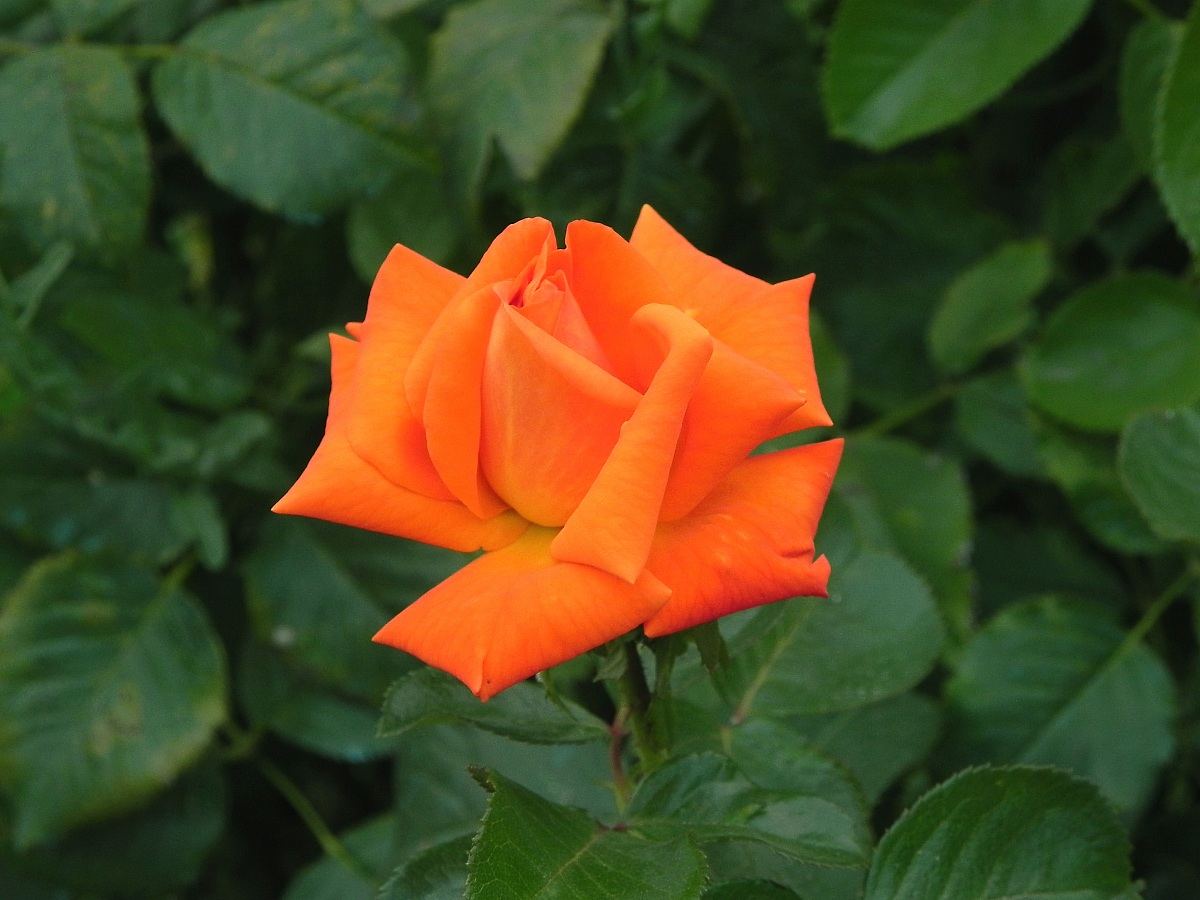 Beautiful and rare color