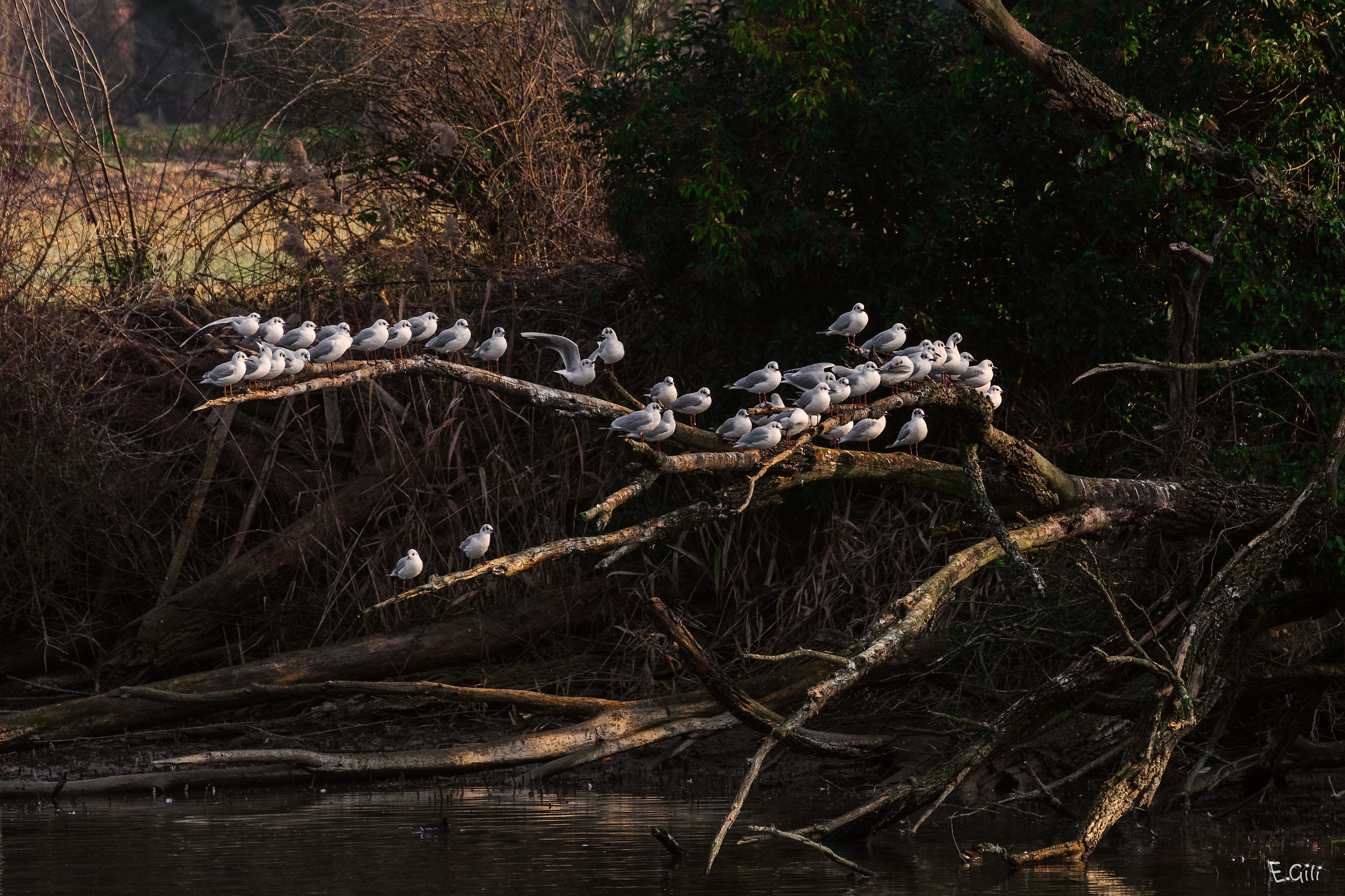 L'albero delle Gabbianelle