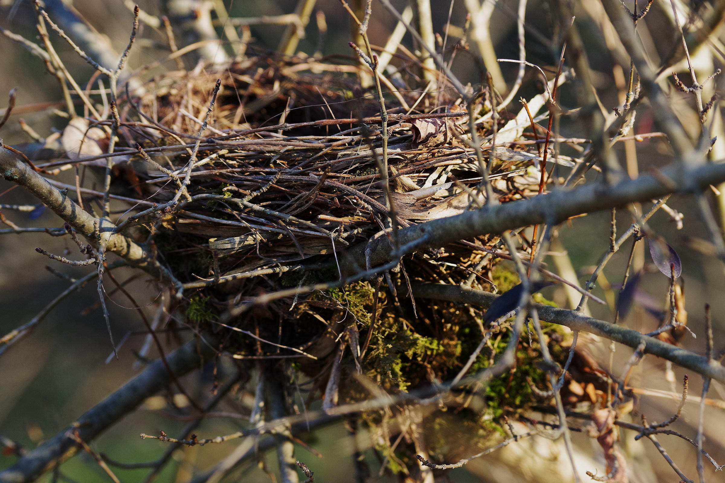 Abandoned Nest