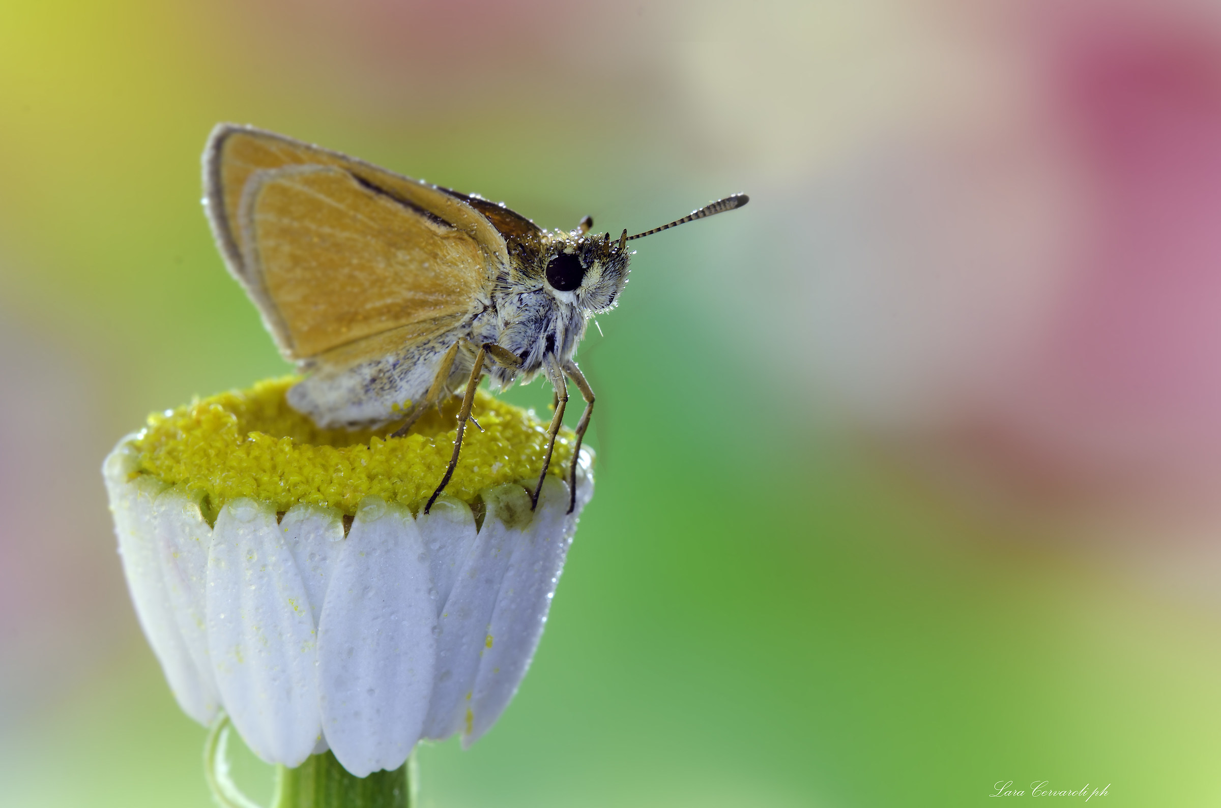 Sweety Hesperiidae 2