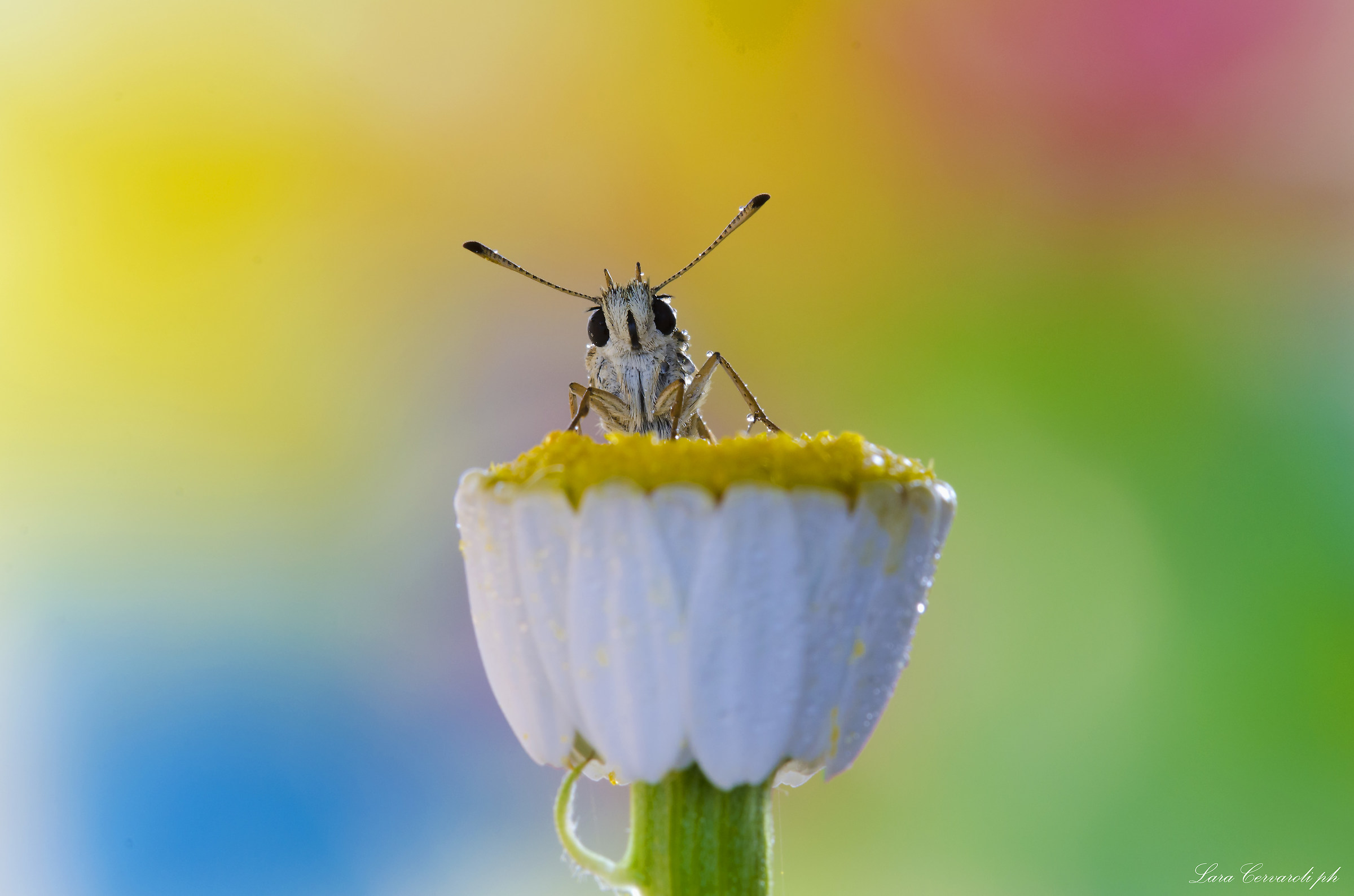 Sweety Hesperiidae 1