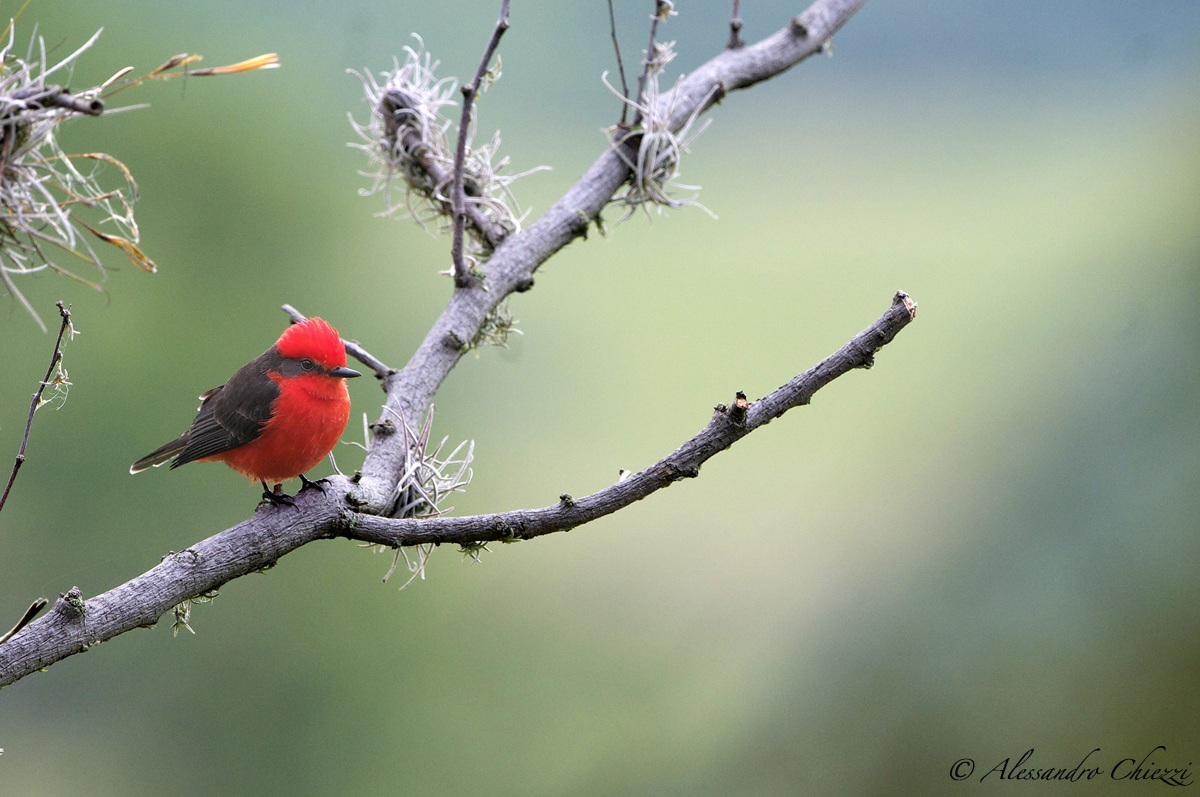 Vermilion flycatcher