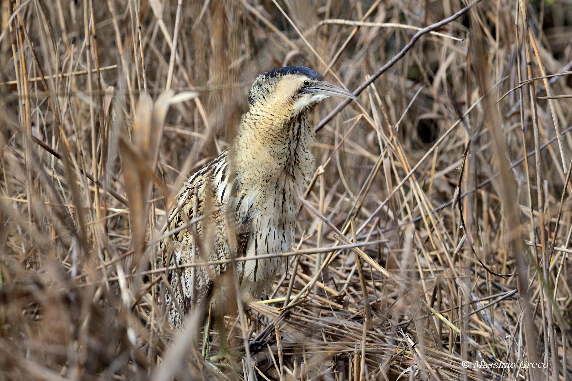 Bittern (Botaurus stellaris)
