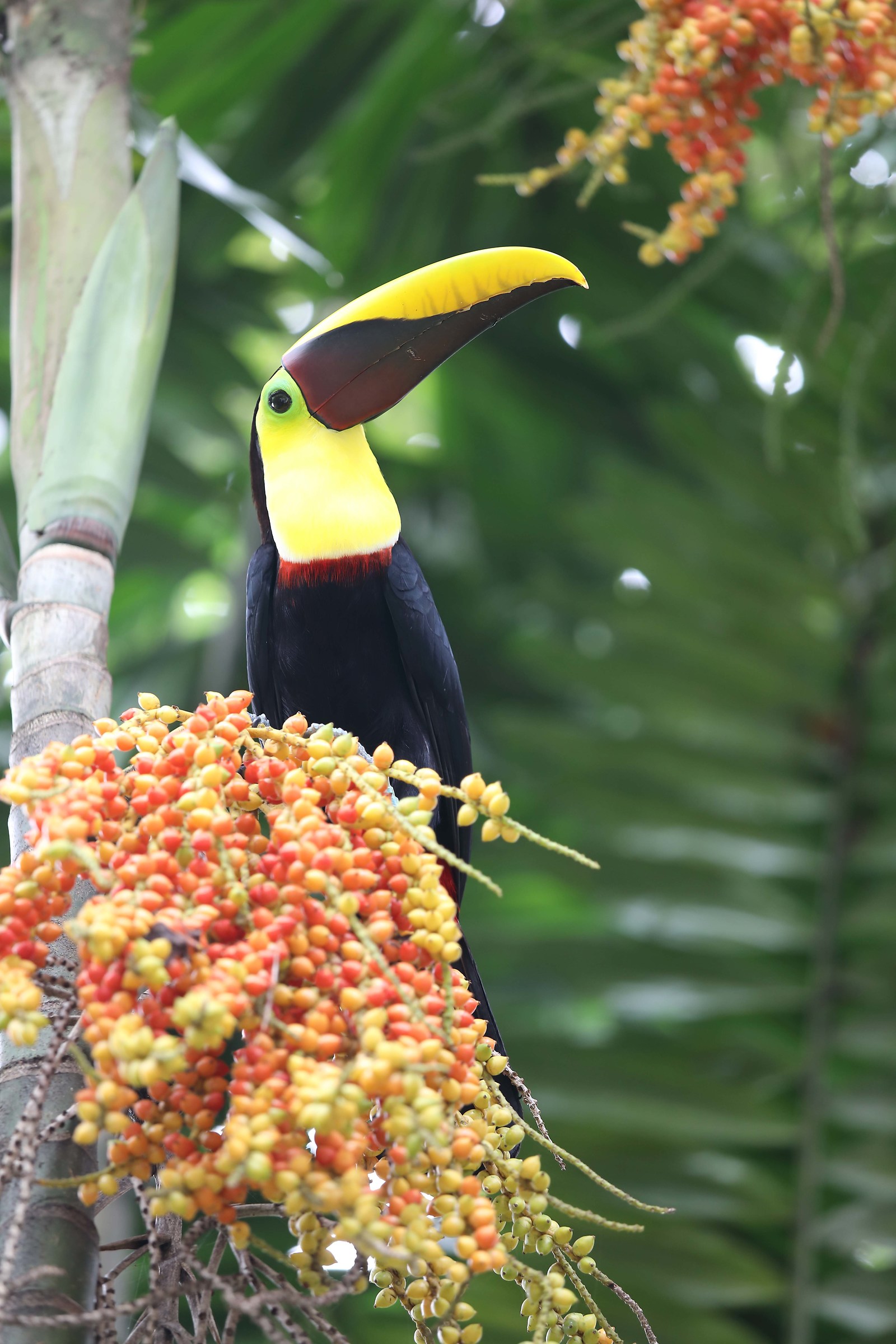 Toucan
