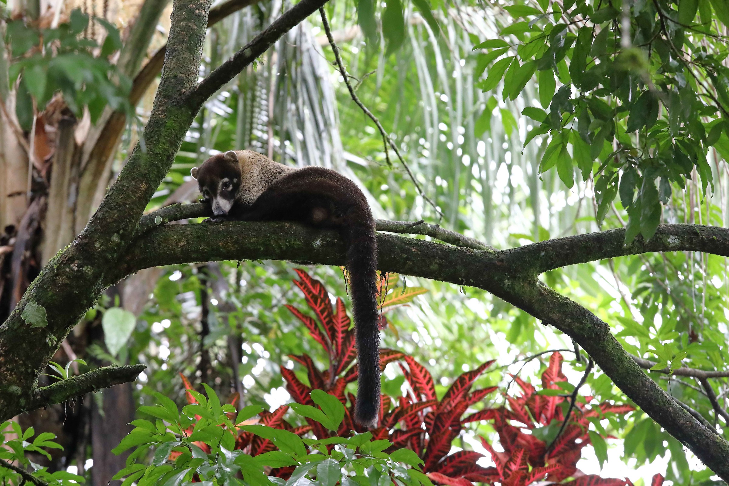 Coati