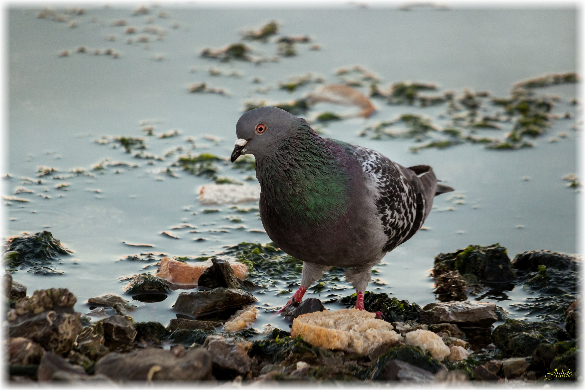The Sea, the Bread and a Pigeon