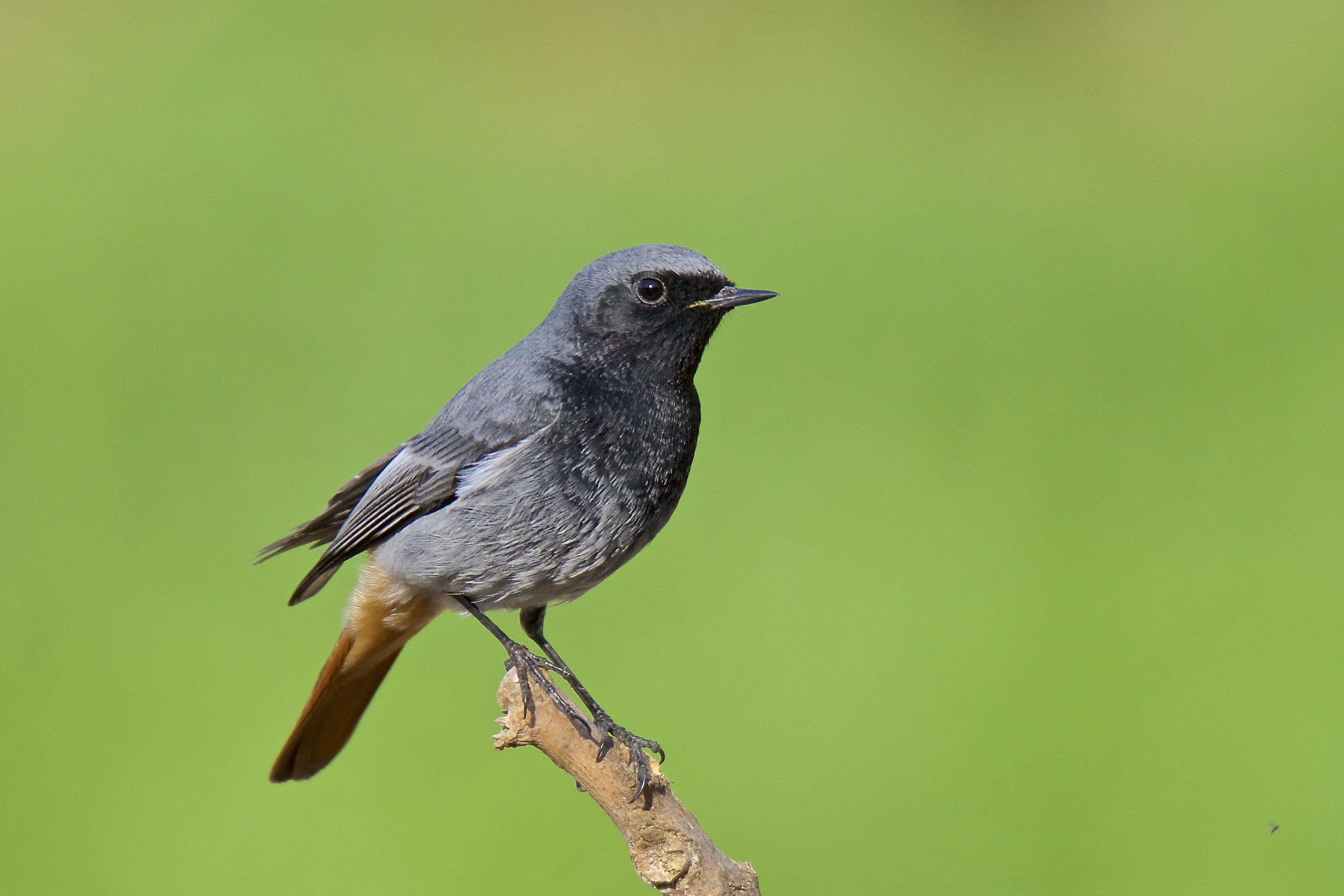 Codirosso spazzacamino