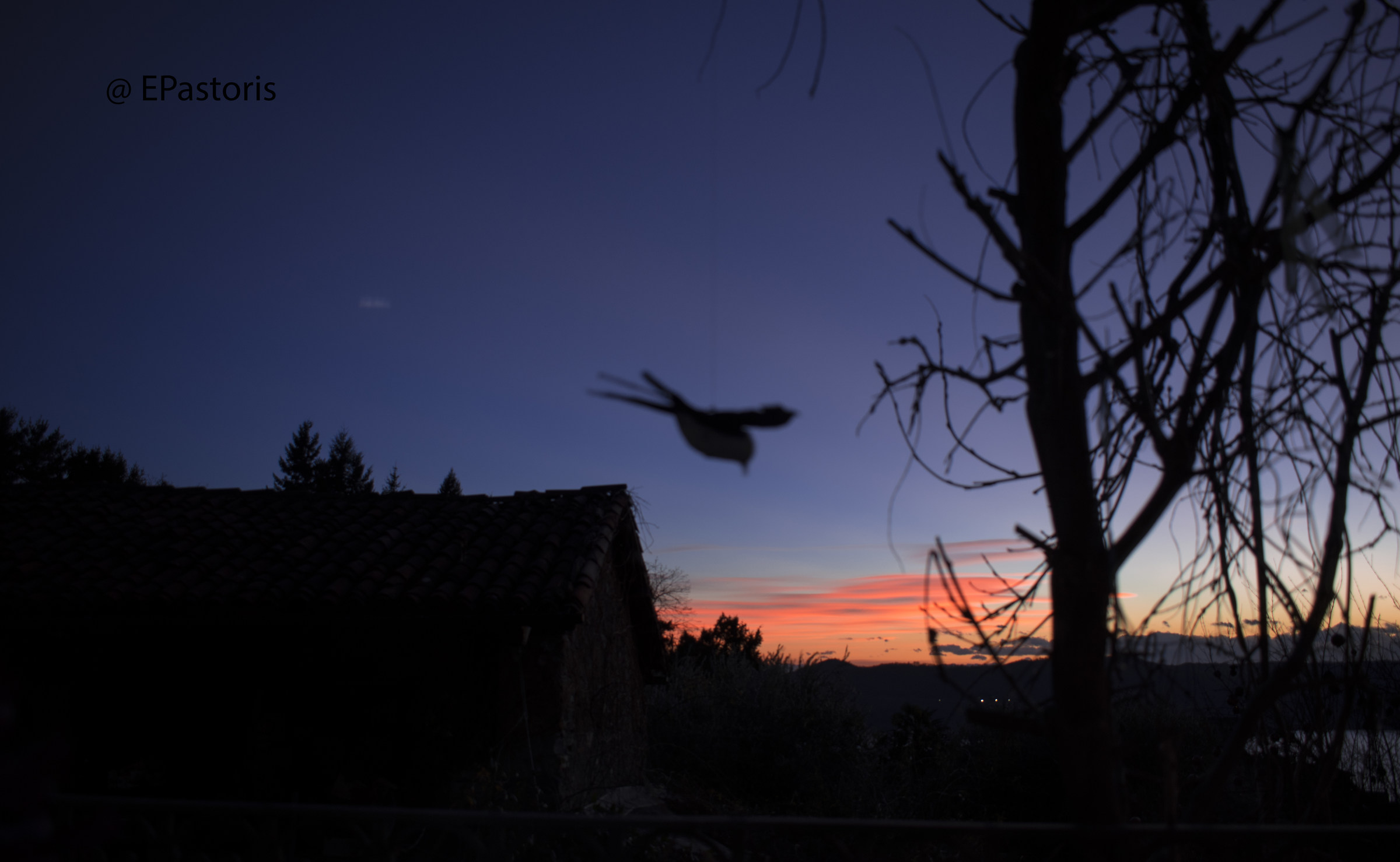 Swallow in the orange