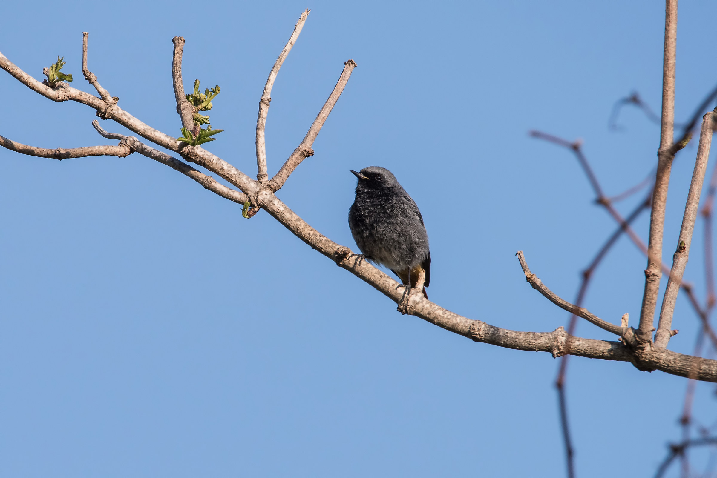 Redstart chimney sweep