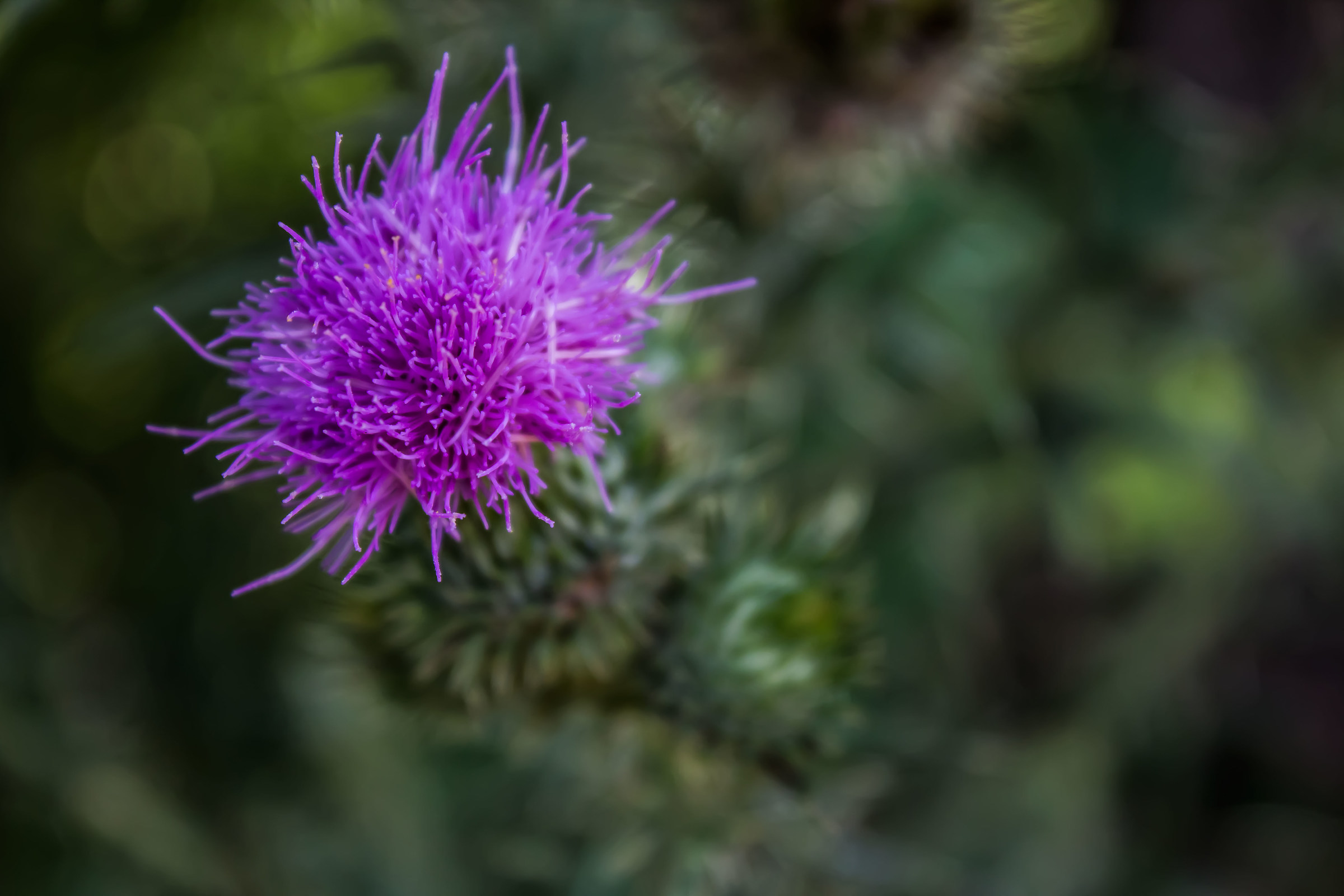 Sibolla!